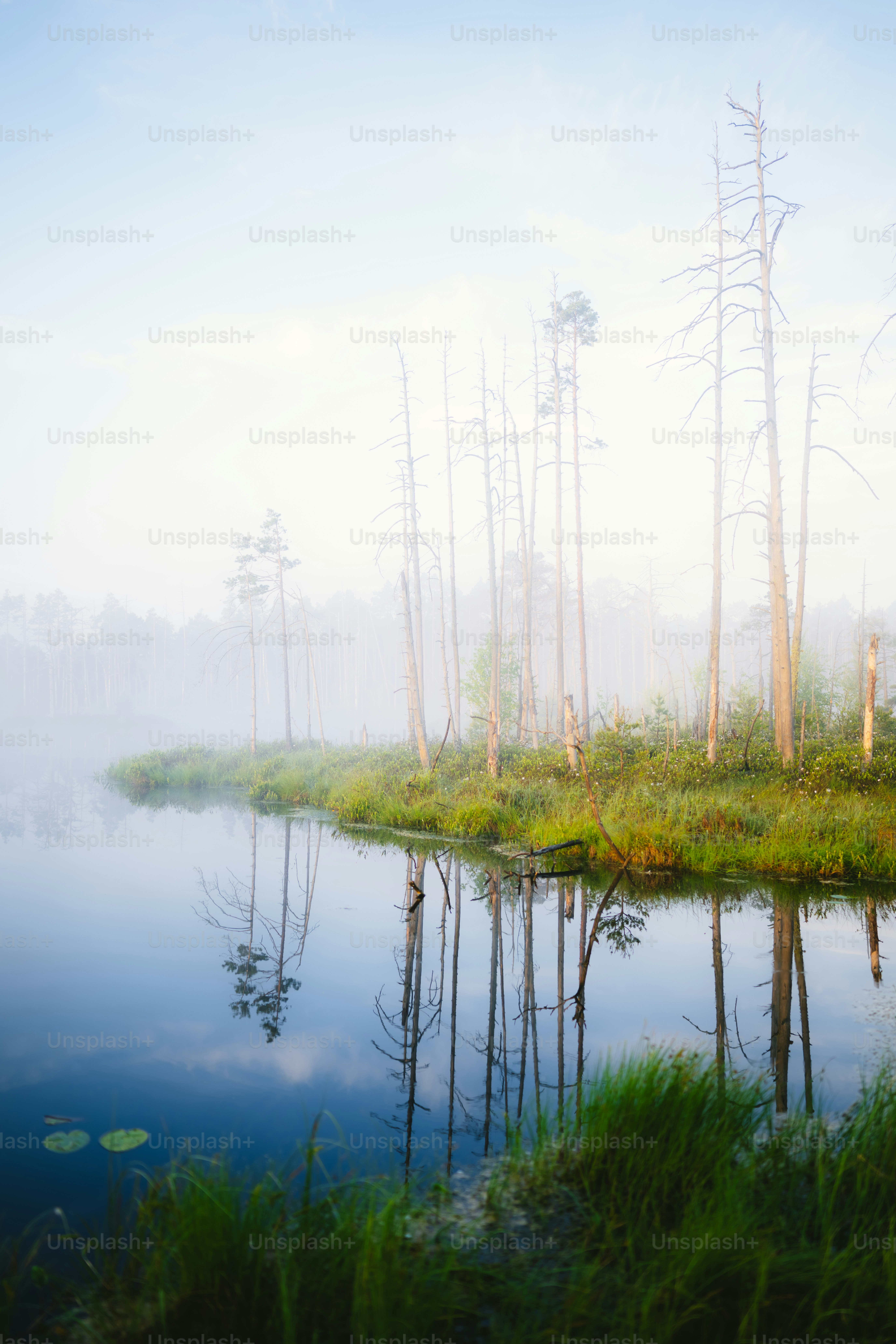 A body of water surrounded by trees and grass