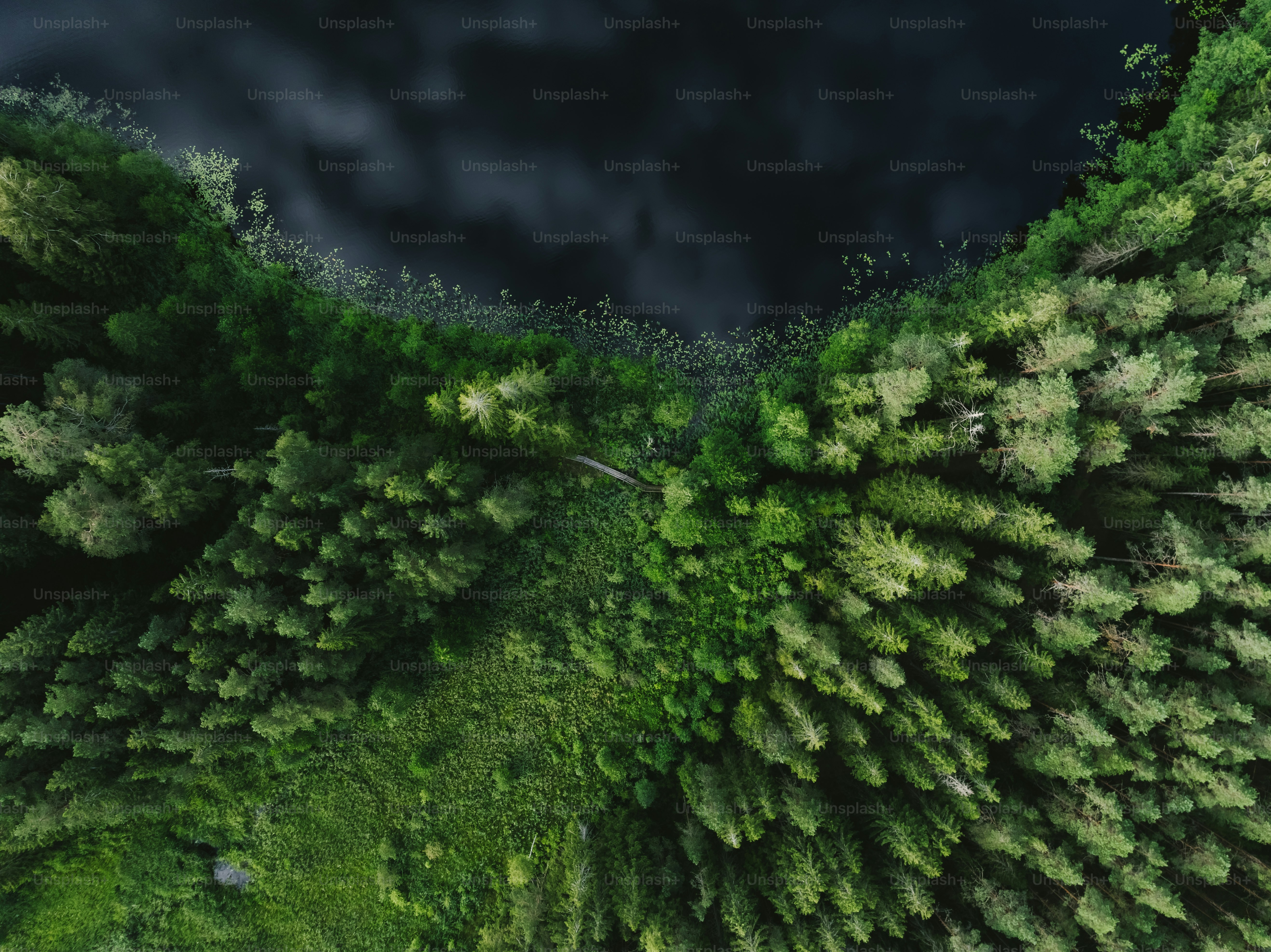 A bird's eye view of a green forest