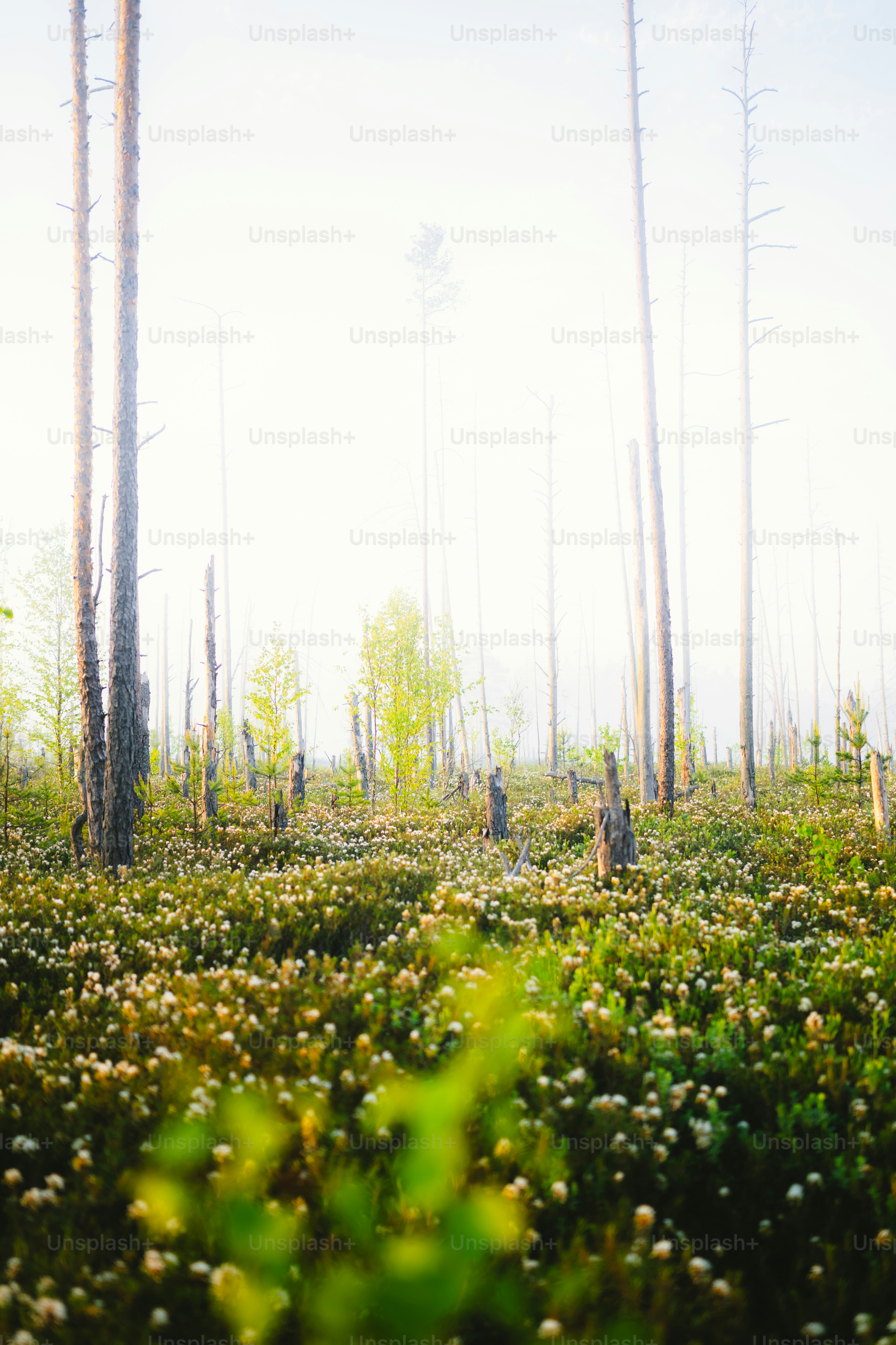A field with lots of trees in the background