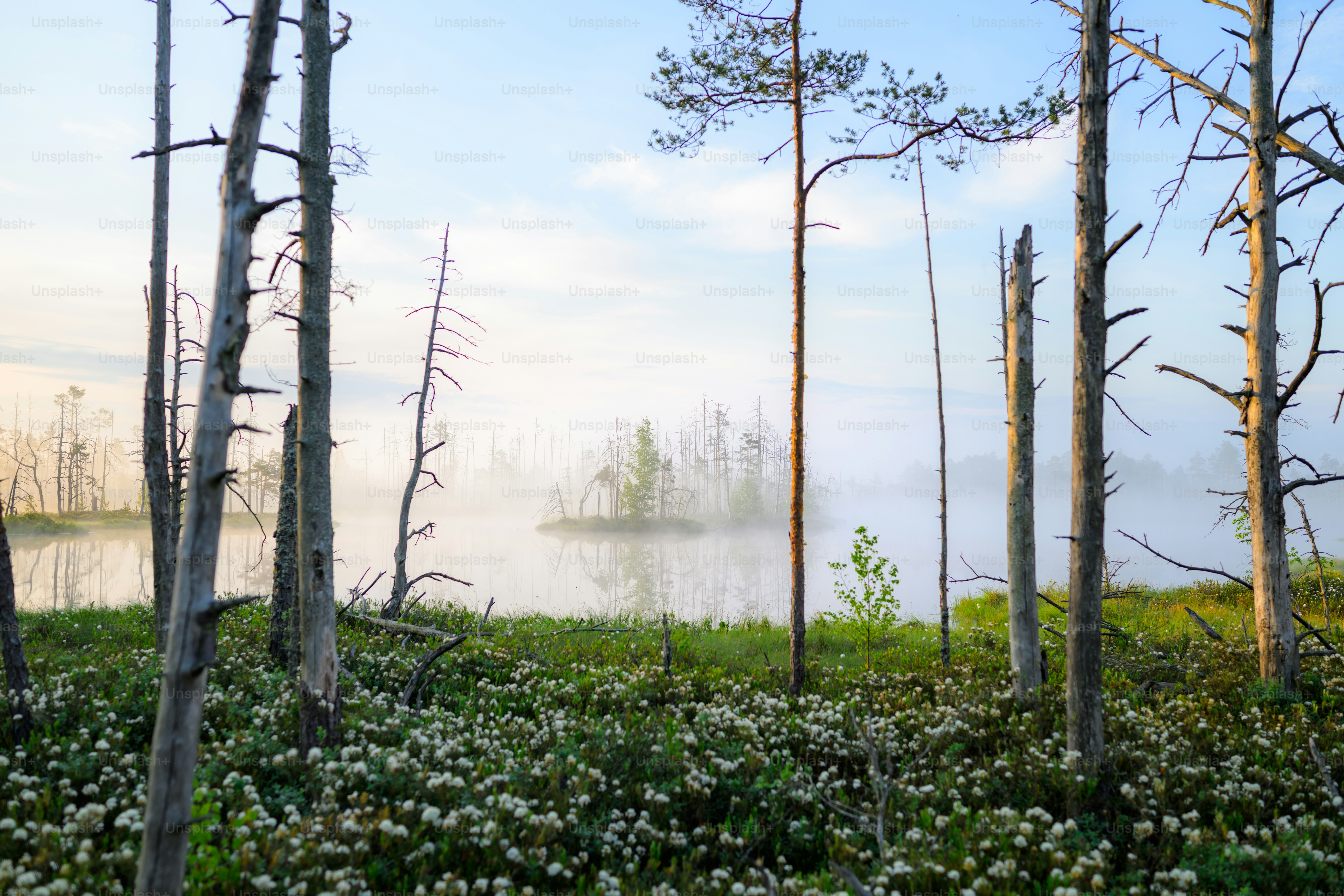 A painting of trees and flowers in the foreground