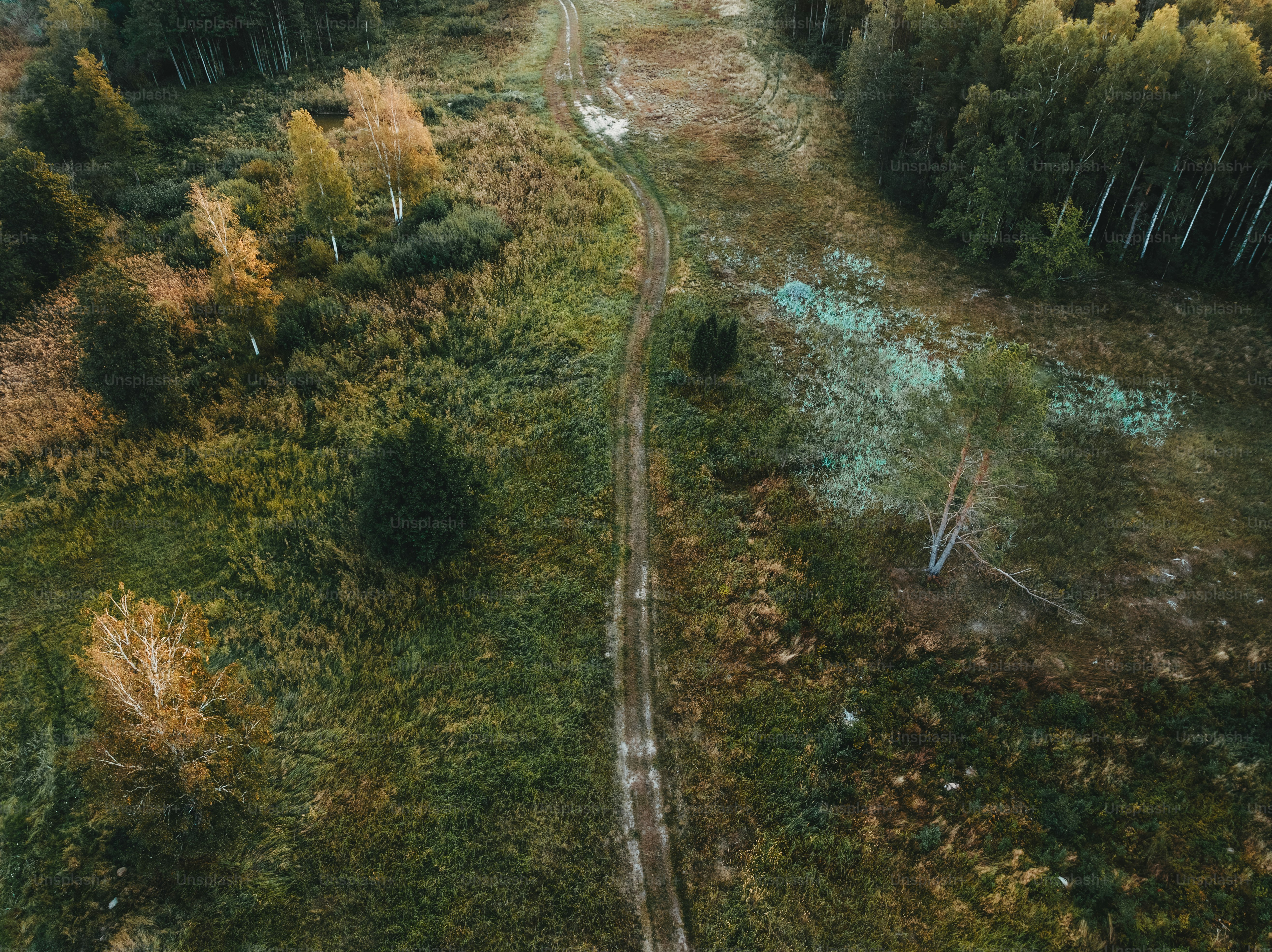 An aerial view of a dirt road in the middle of a forest