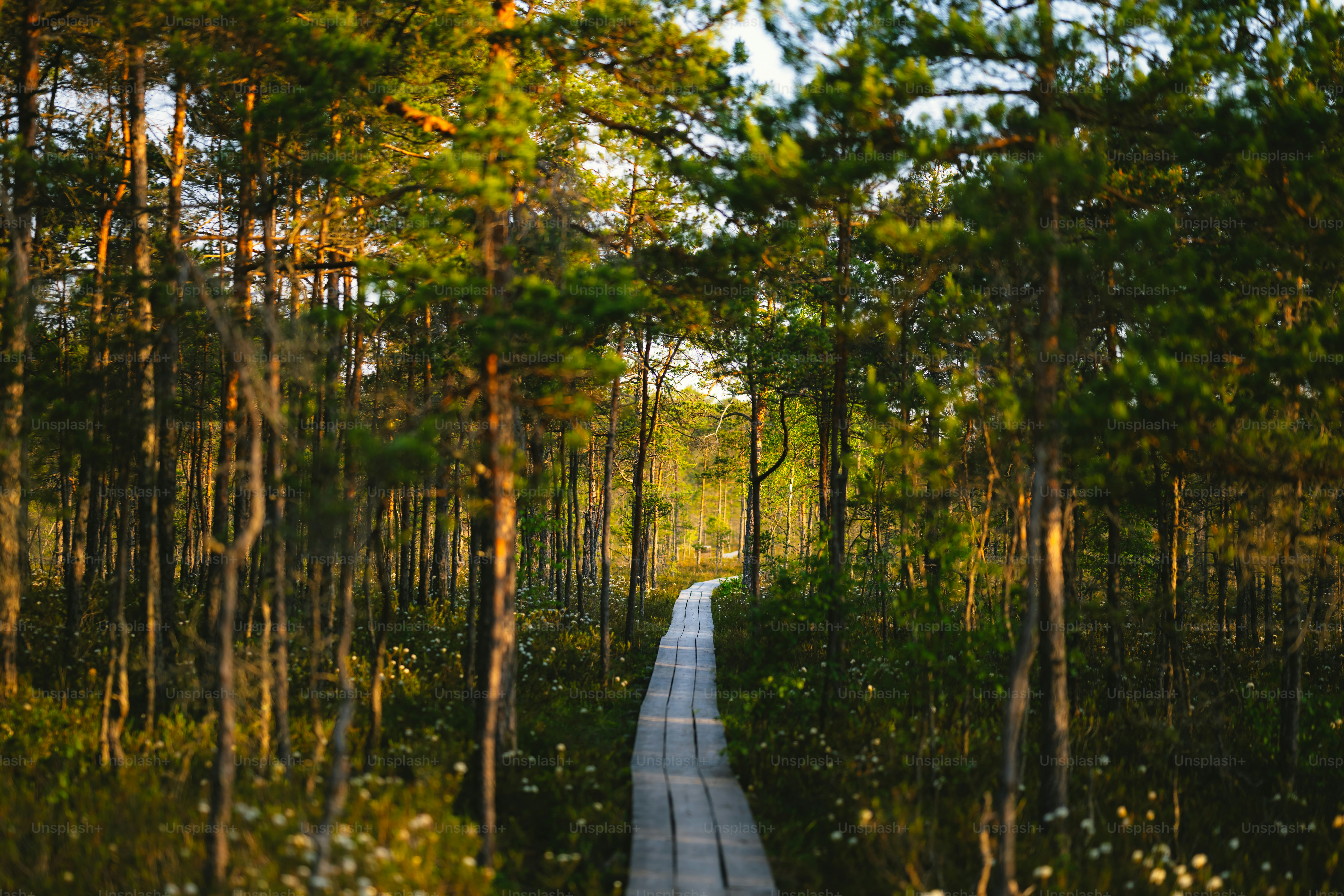 A dirt road in the middle of a forest