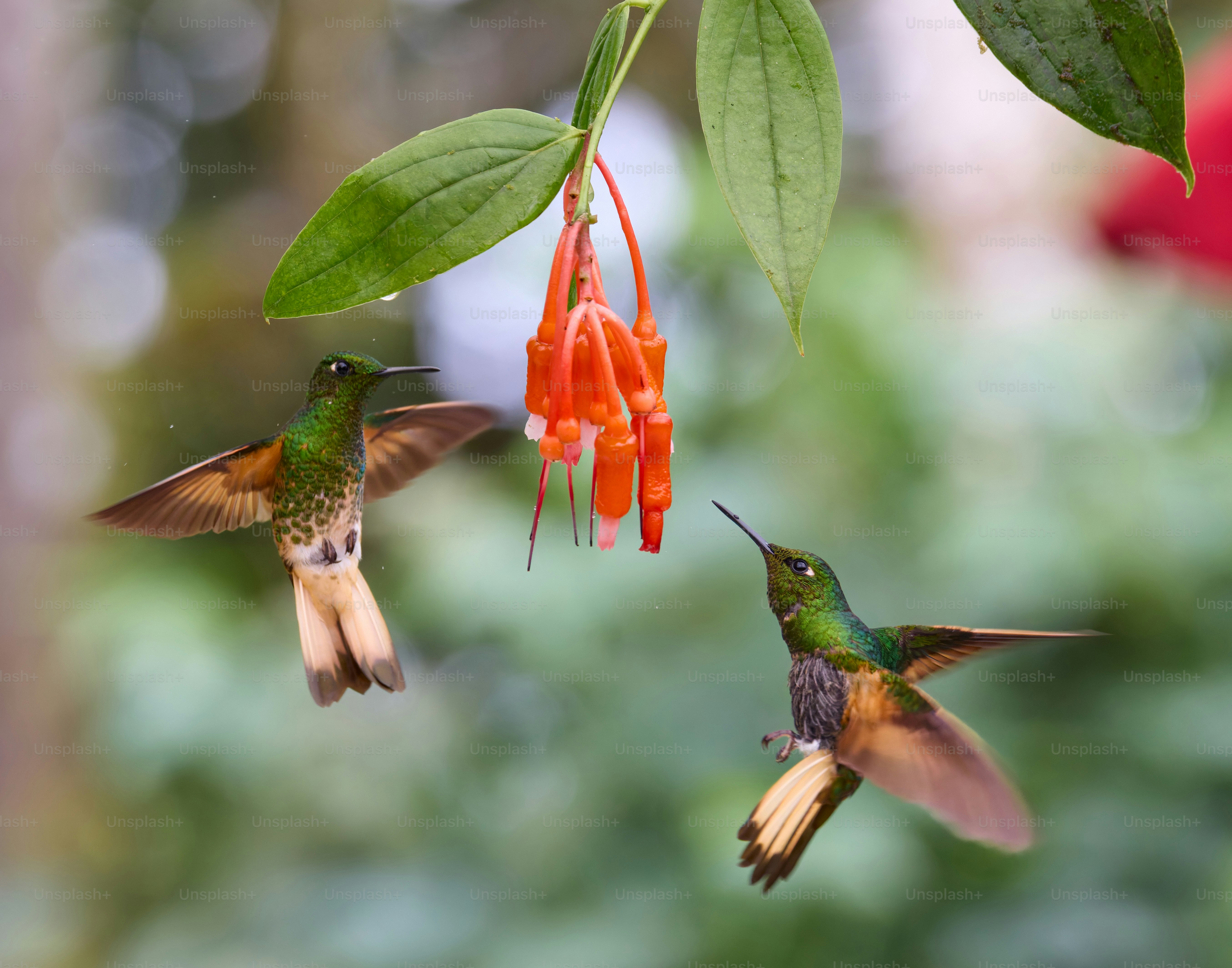 Ein paar Kolibris, die neben einer roten Blume fliegen