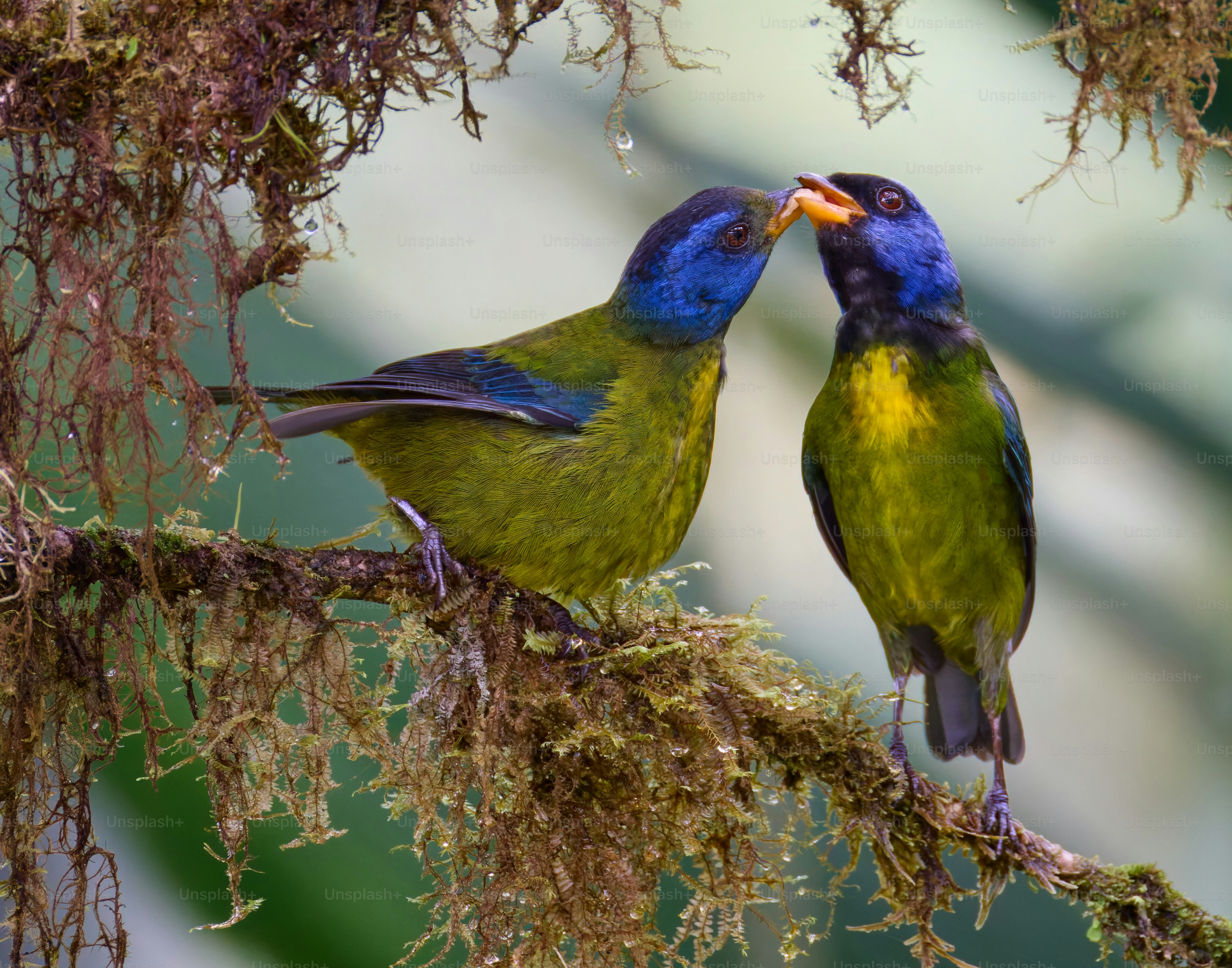A couple of birds sitting on top of a tree branch