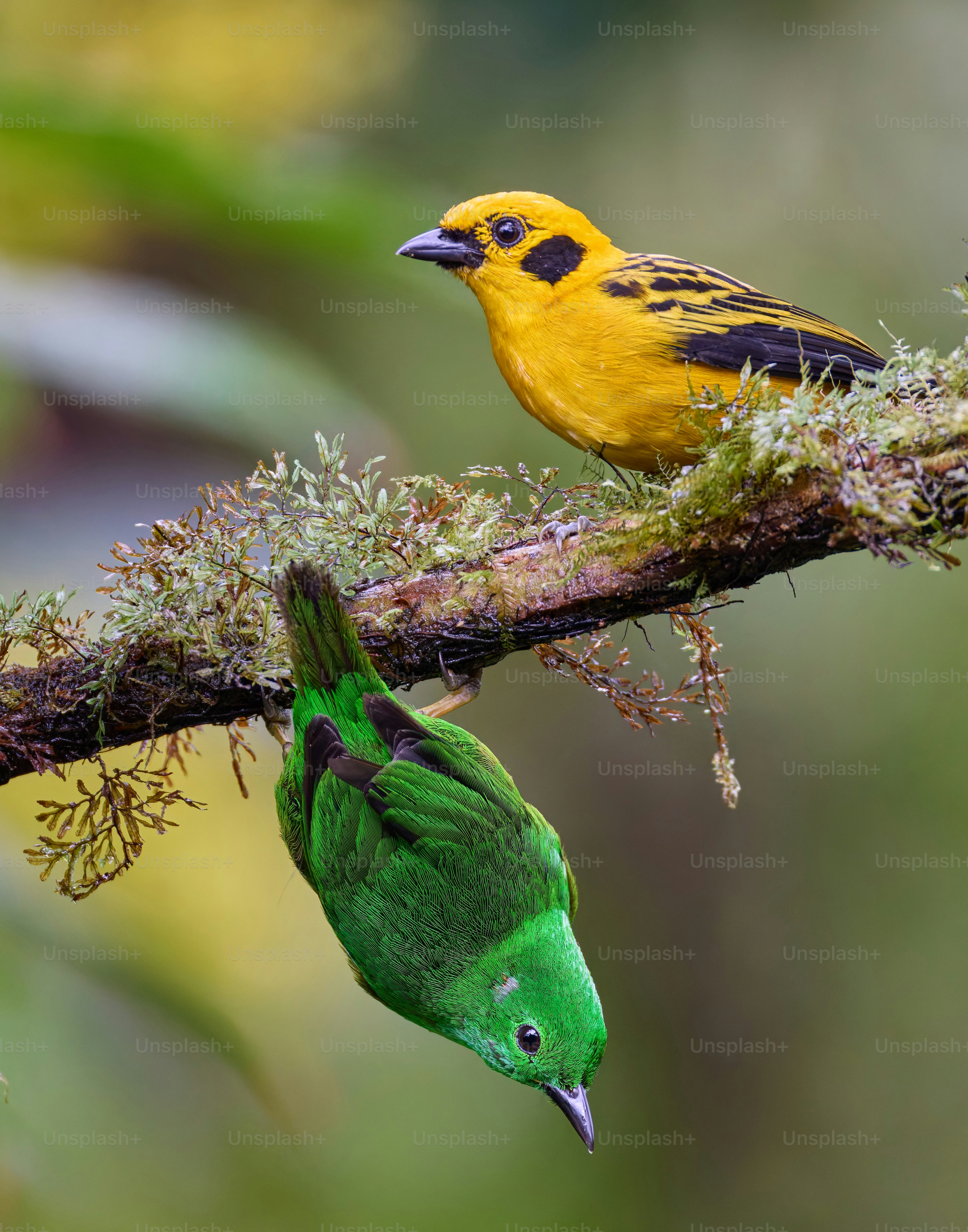 A couple of birds sitting on top of a tree branch photo – Animal Image ...