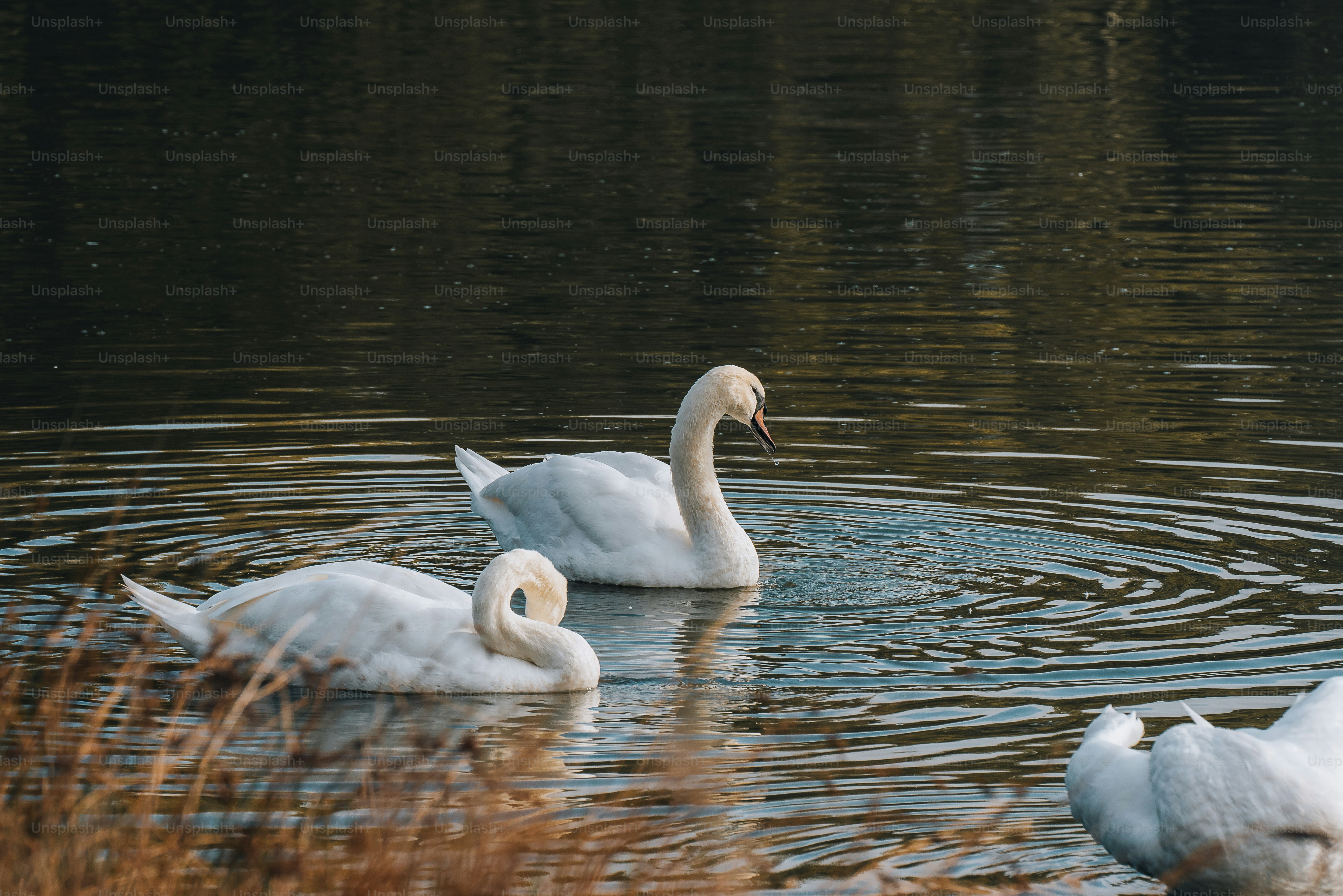 A group of swans swimming on top of a lake