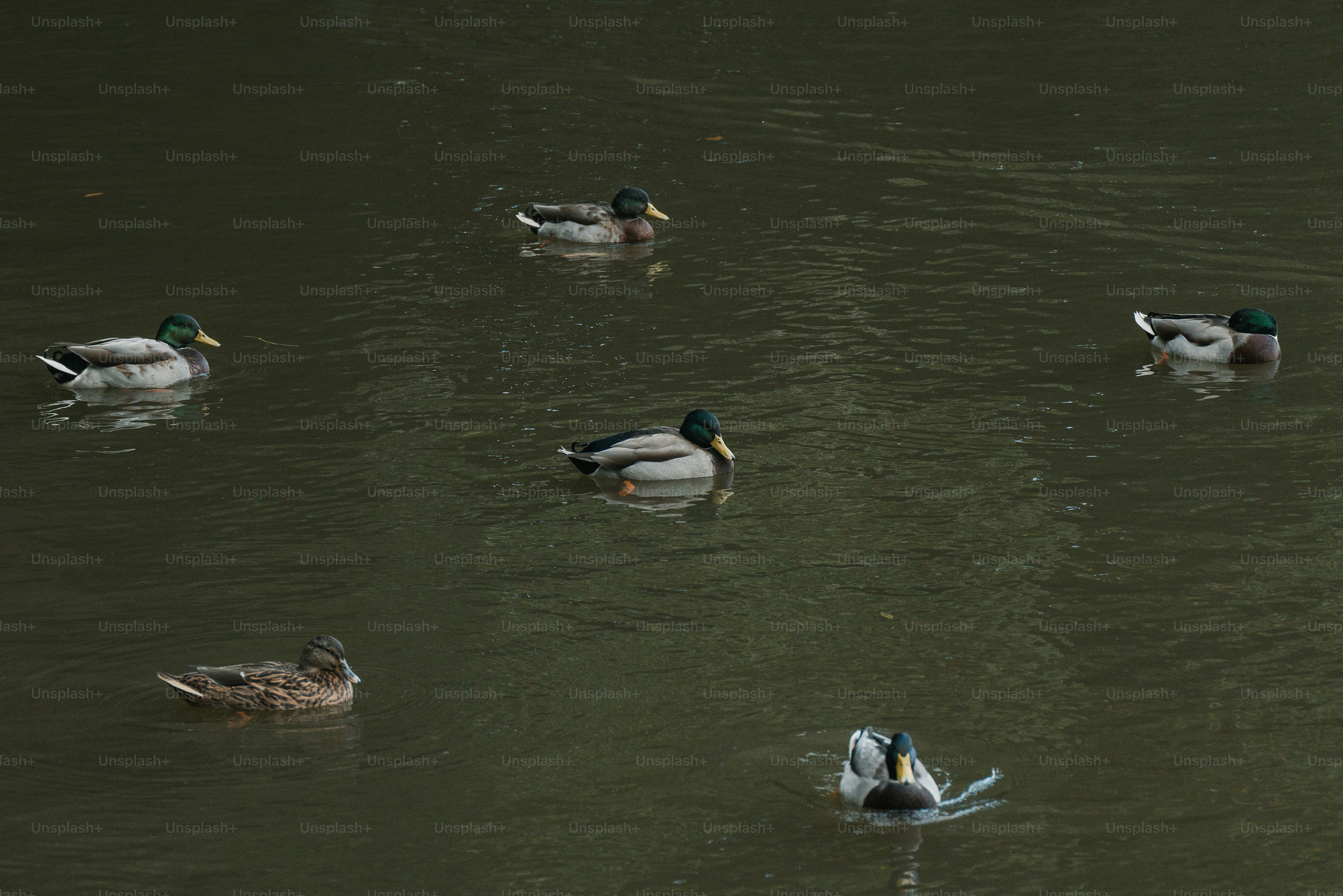 A group of ducks floating on top of a lake