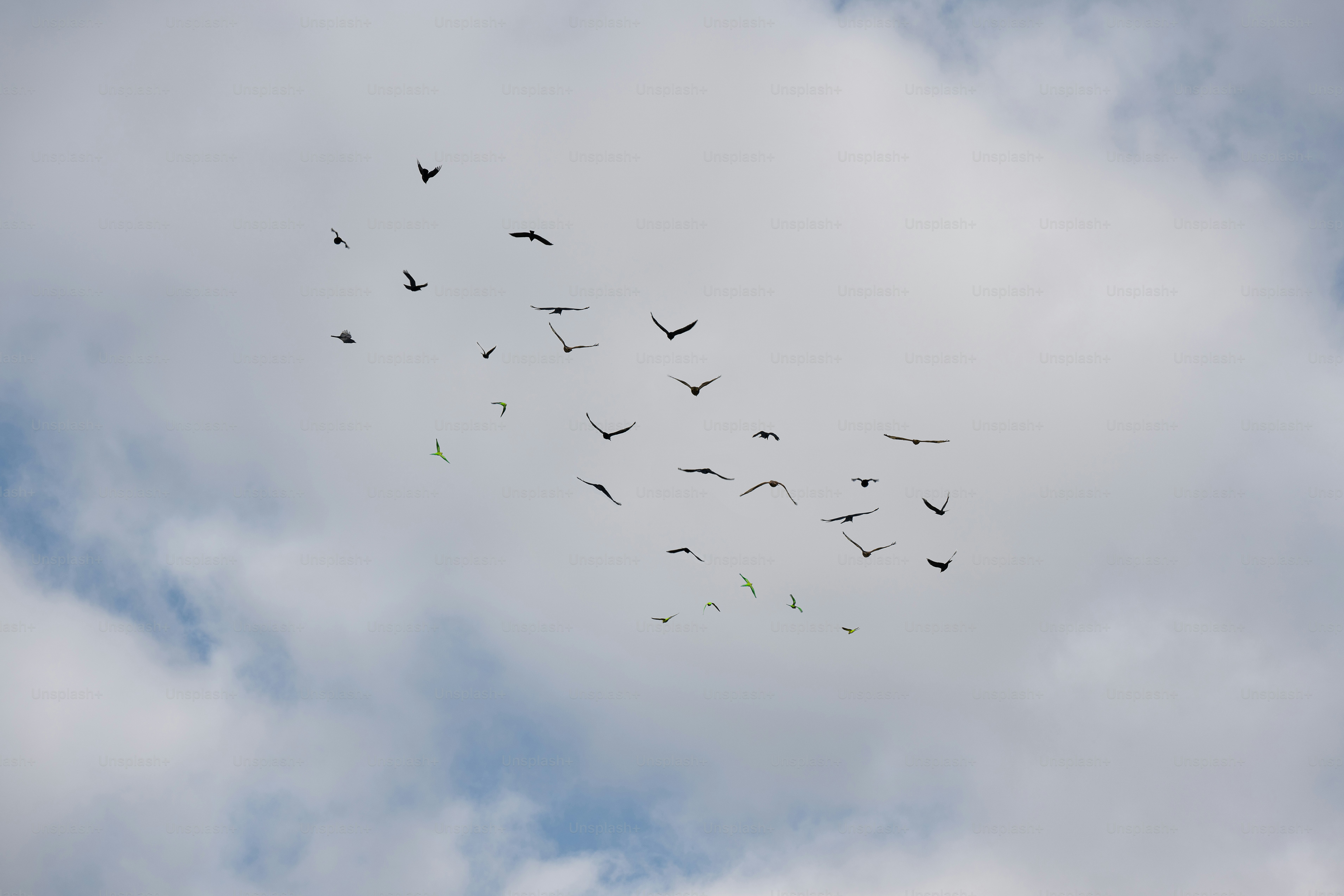 A group of birds flying around in the sky