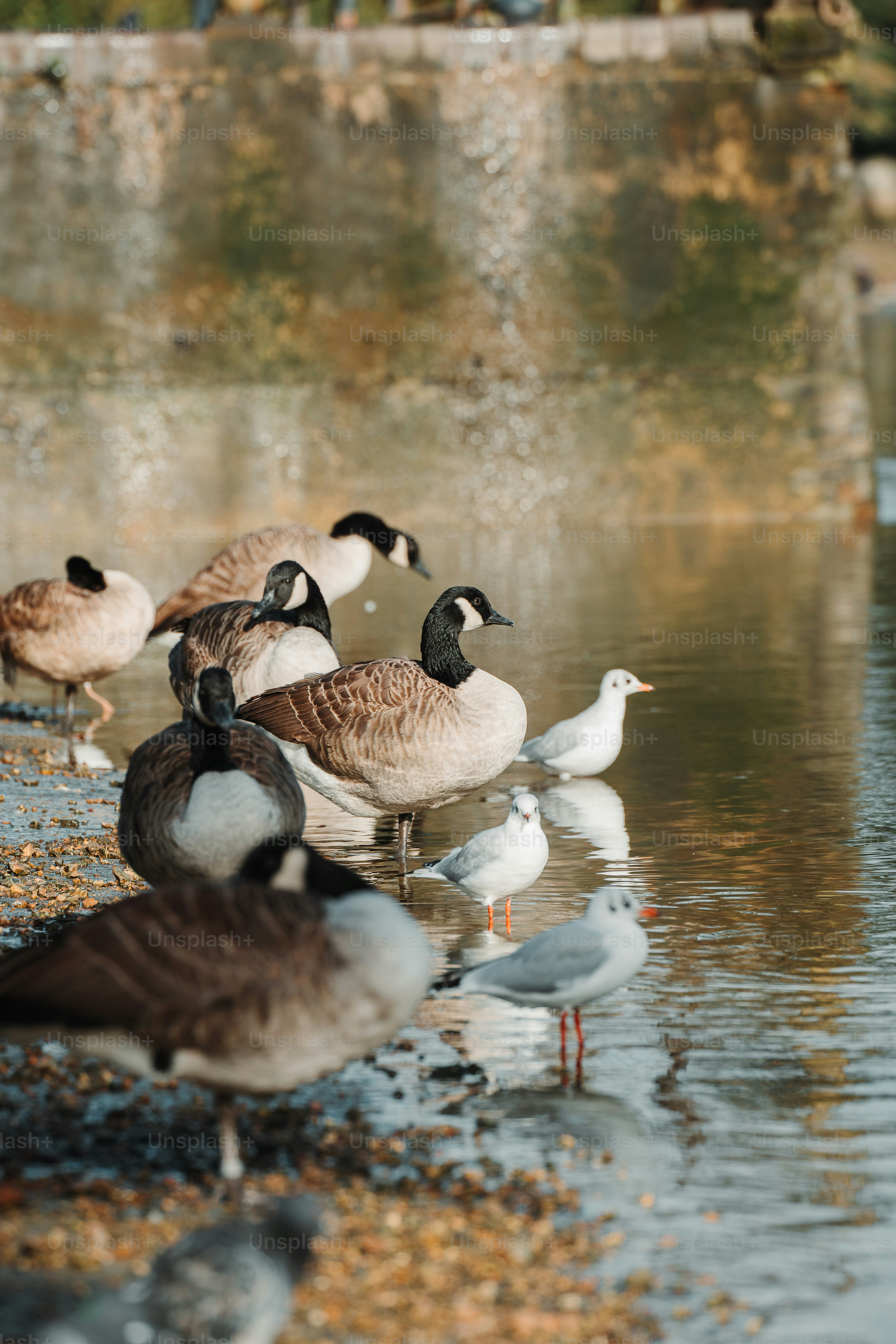 A flock of birds standing on top of a body of water