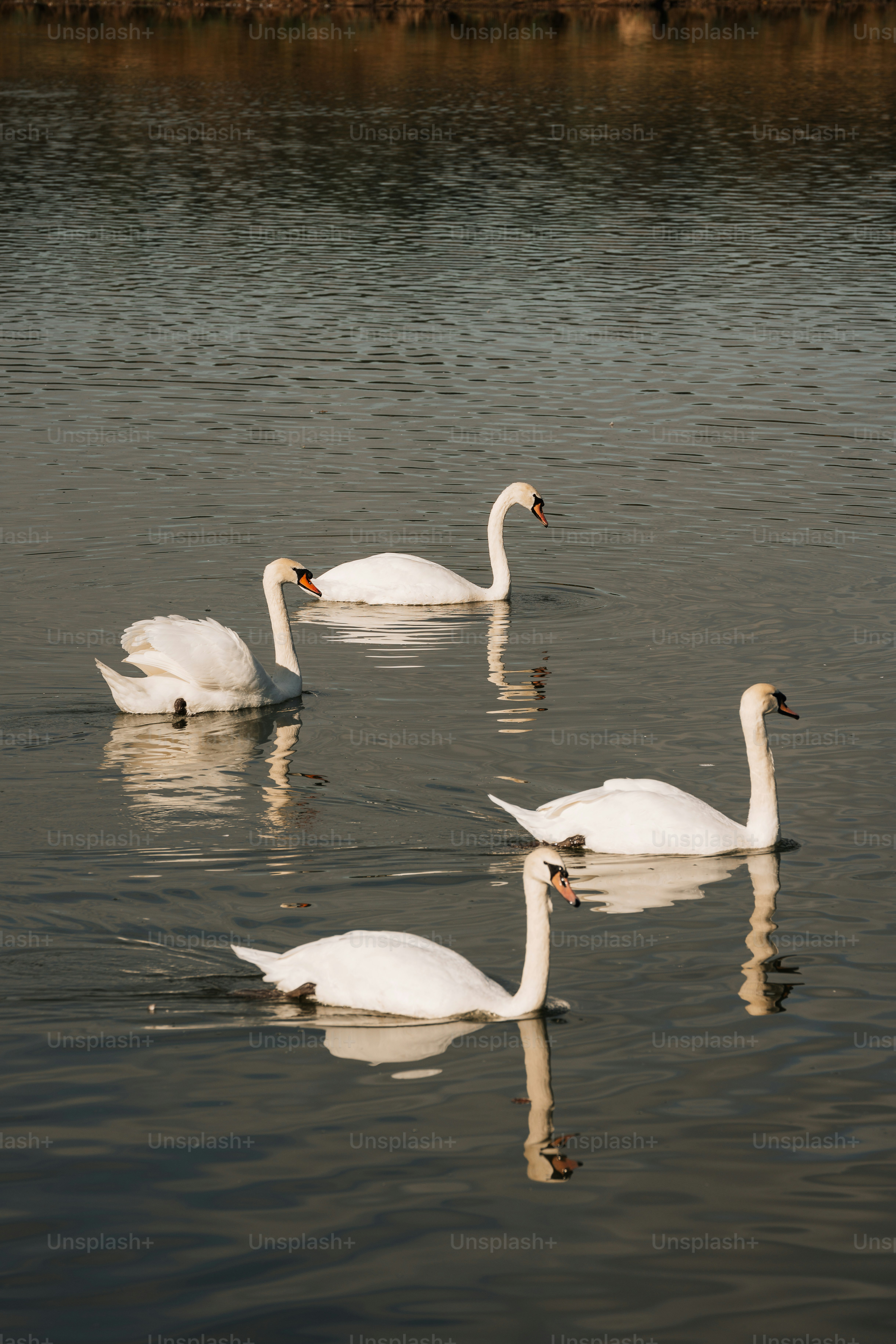 A group of swans swimming on top of a lake