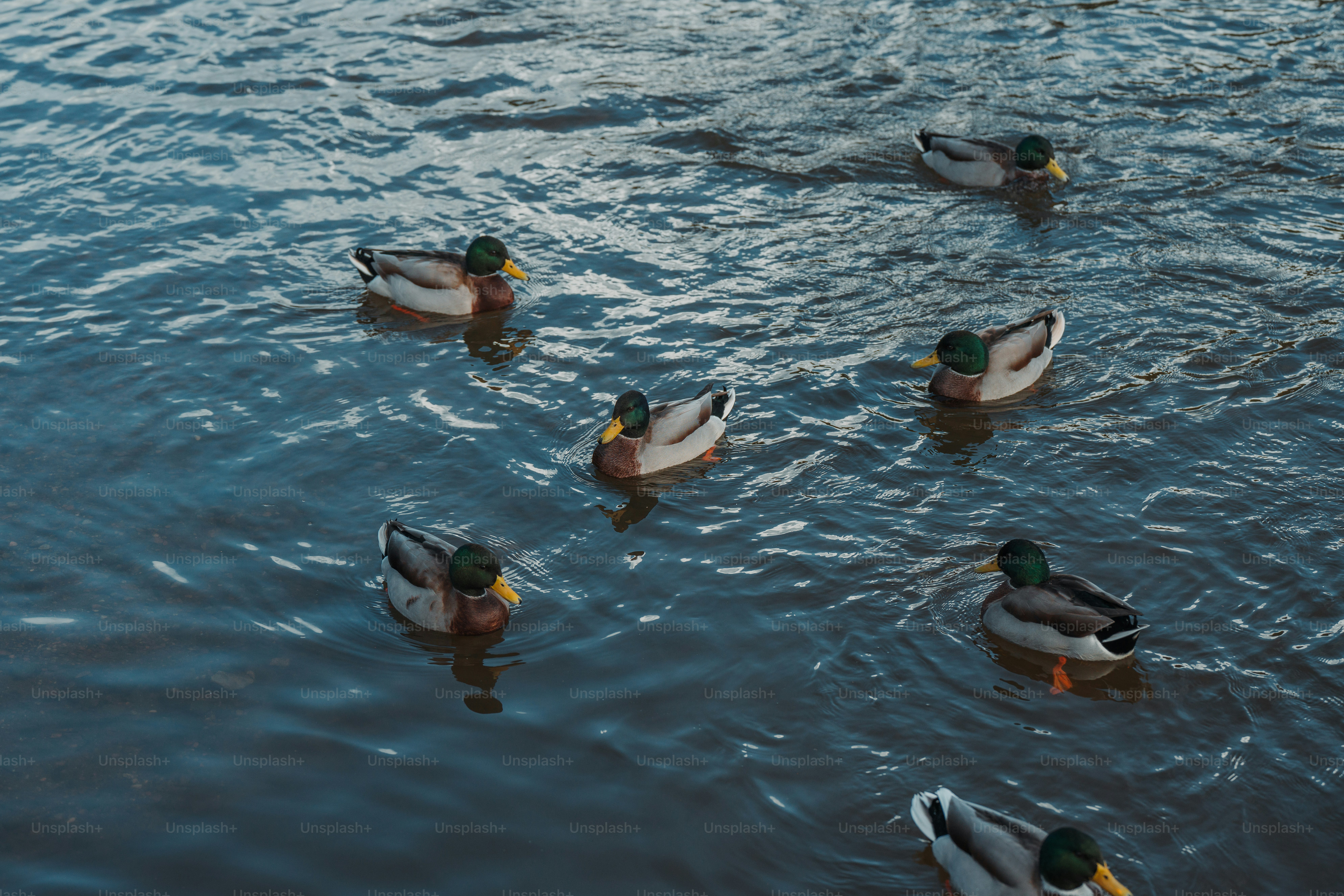A group of ducks floating on top of a lake