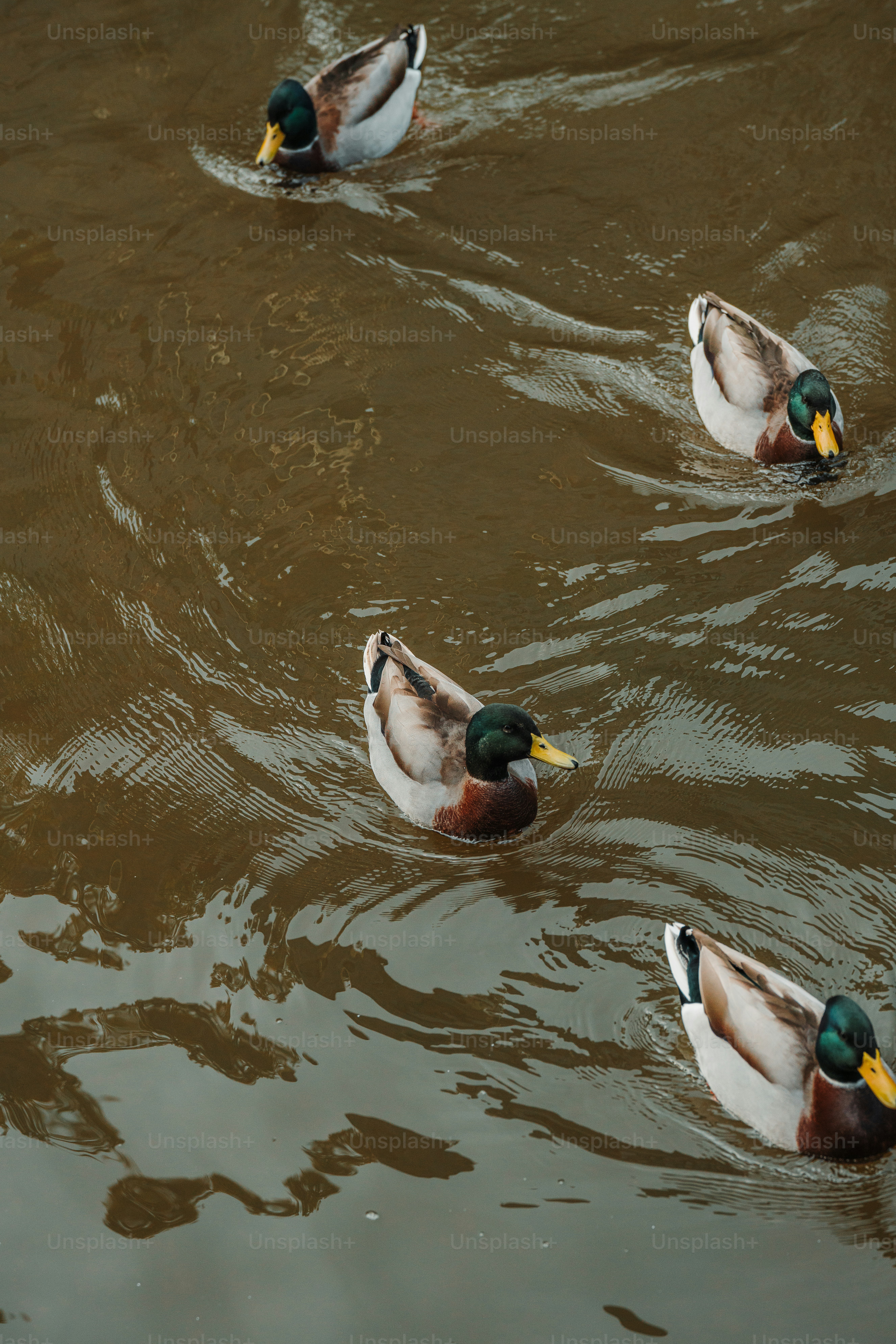 A group of ducks floating on top of a lake