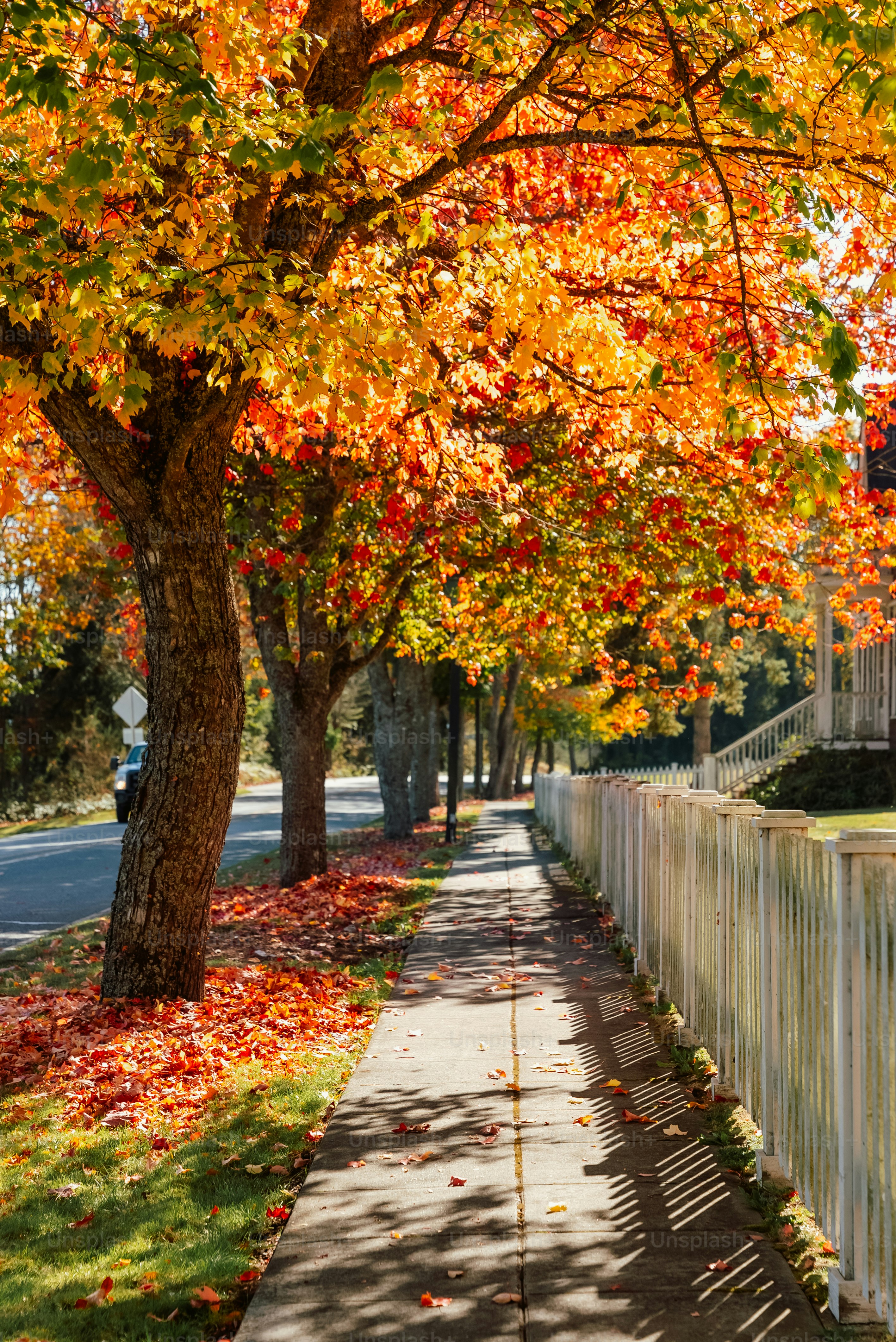 Un marciapiede alberato accanto a una recinzione bianca