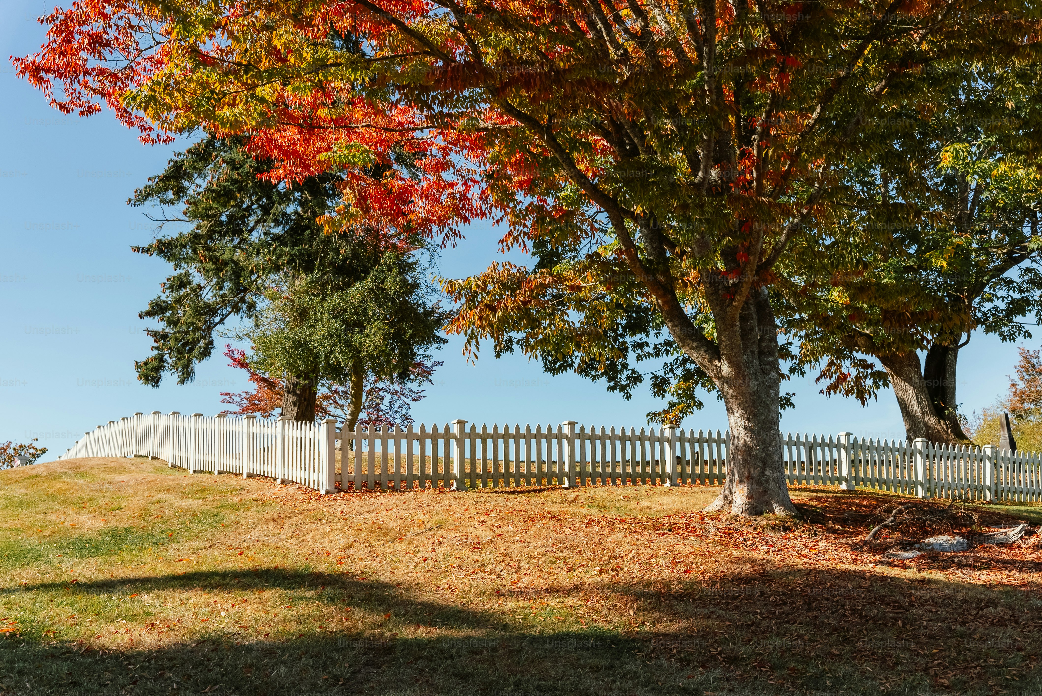 A fenced in area next to a tree with red leaves