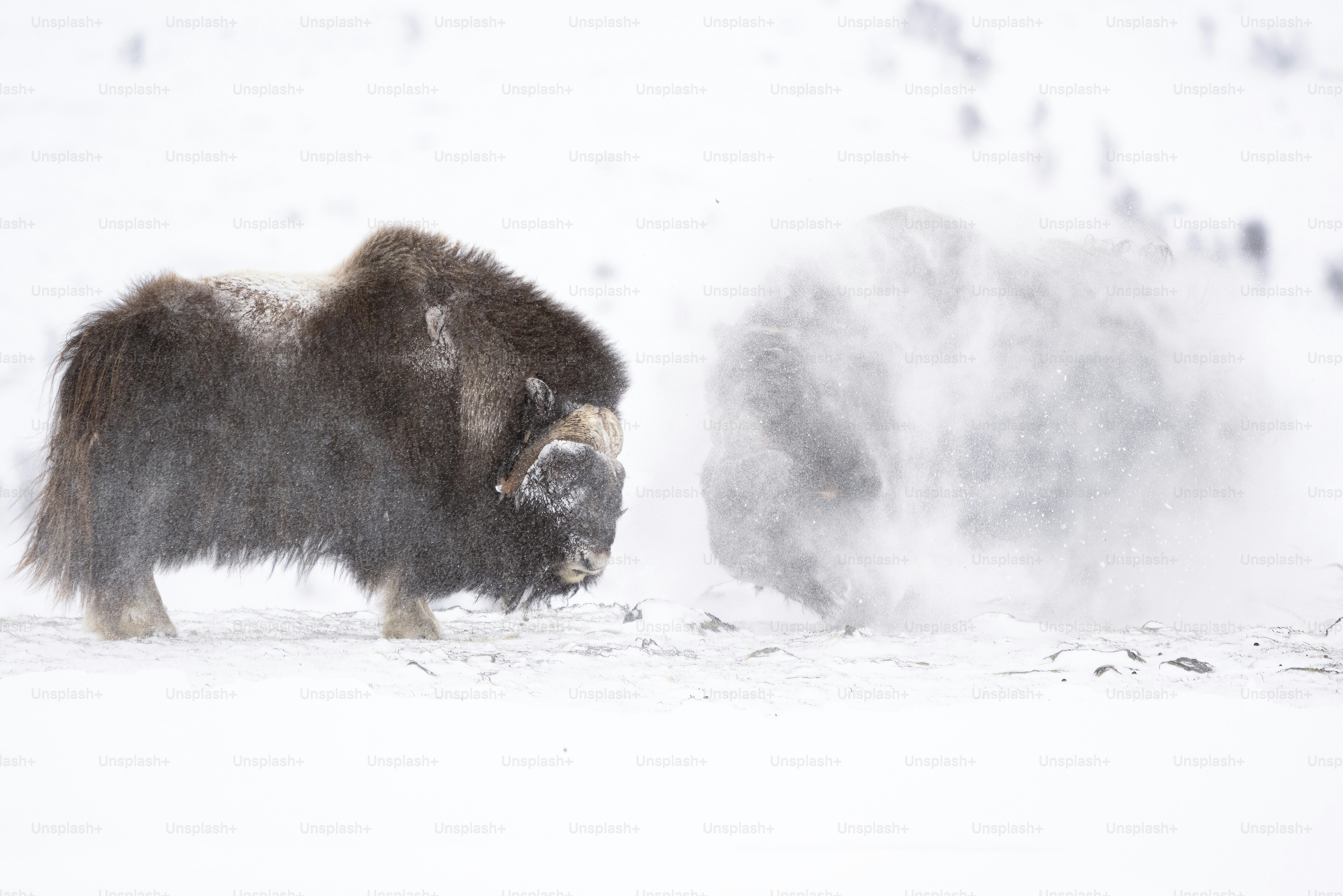 A bison standing in the snow near a hill