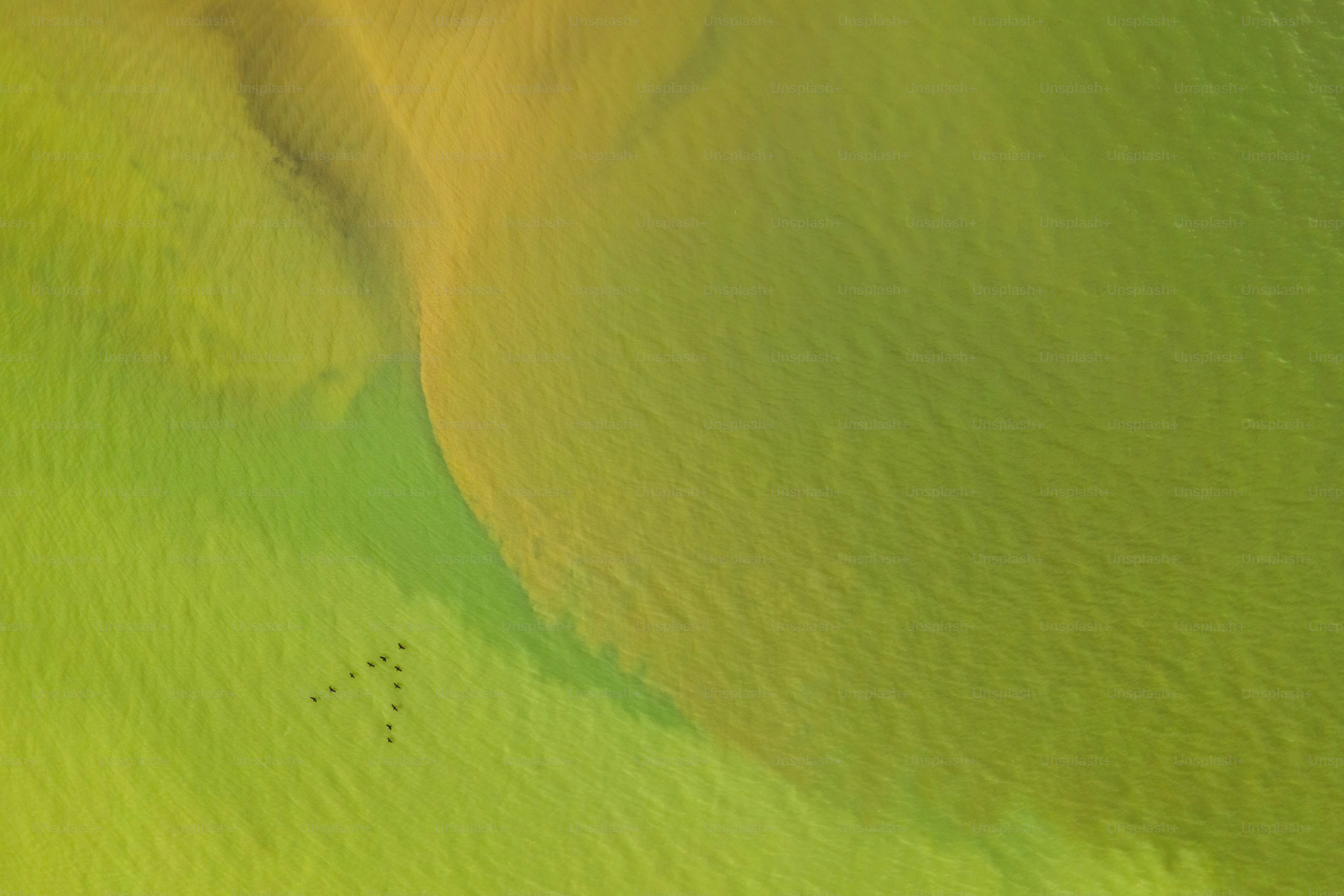 premium_photo-1728644478069-67c42b690d3c?ixid=M3wxMjA3fDB8MXxzZWFyY2h8MTd8fHRlcnJhcHJvJTIwZnVsbCUyMHNwZWN0cnVtJTIwaGVtcCUyMG9pbHxlbnwwfHx8fDE3NTQ0OTc2Mzh8MA\u0026ixlib=rb-4.1.0