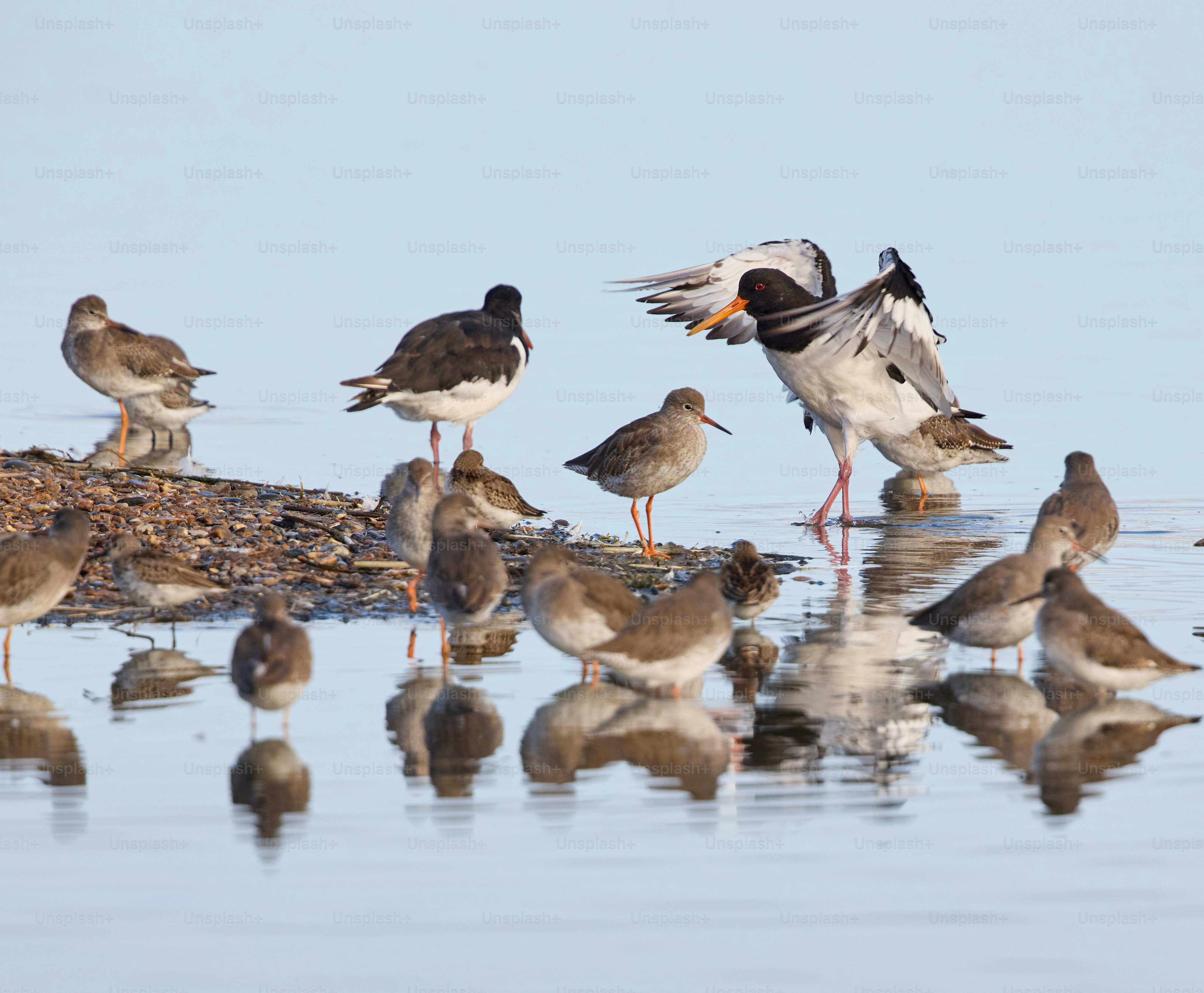 A flock of birds standing on top of a body of water