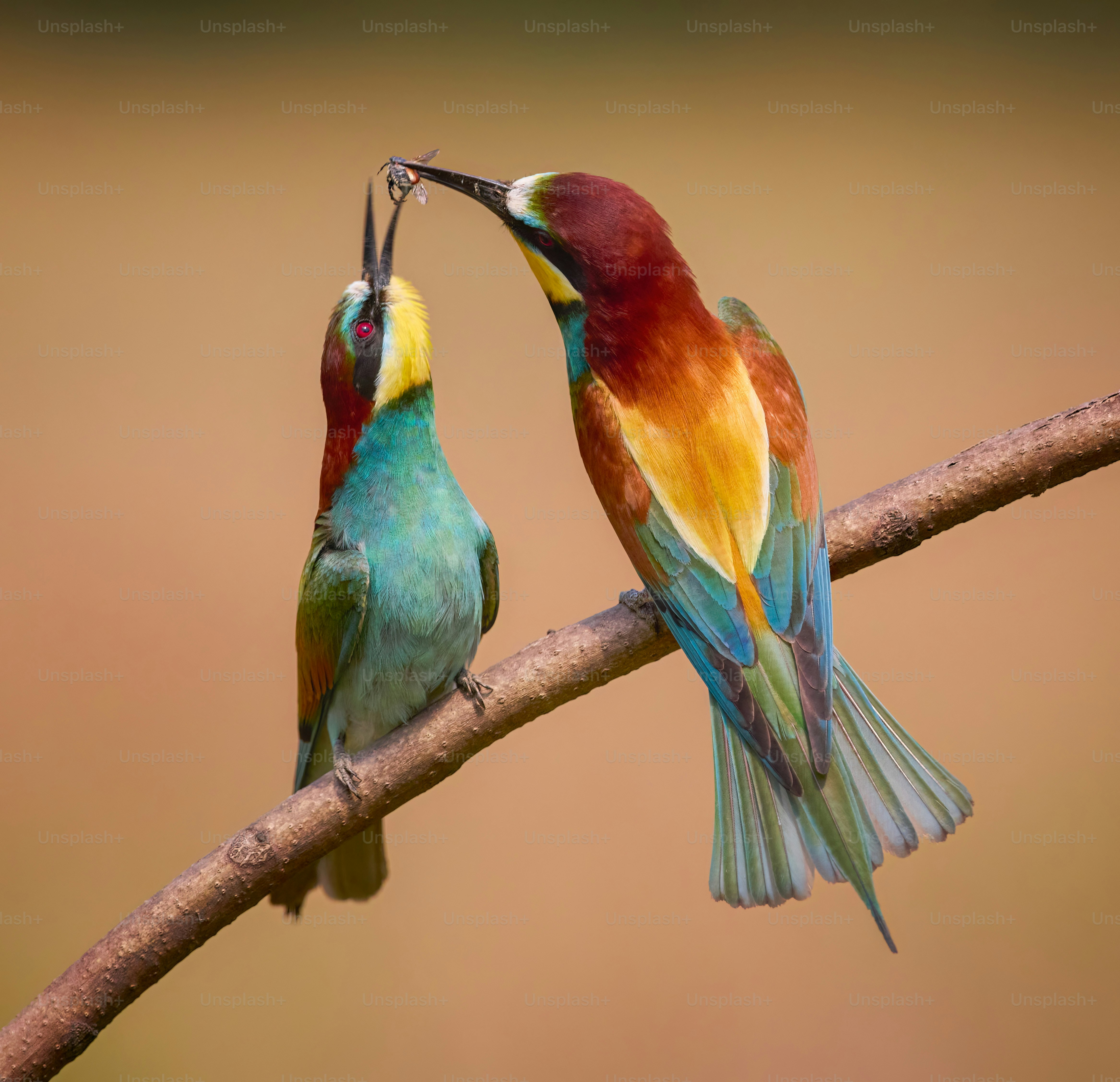 A couple of birds sitting on top of a tree branch