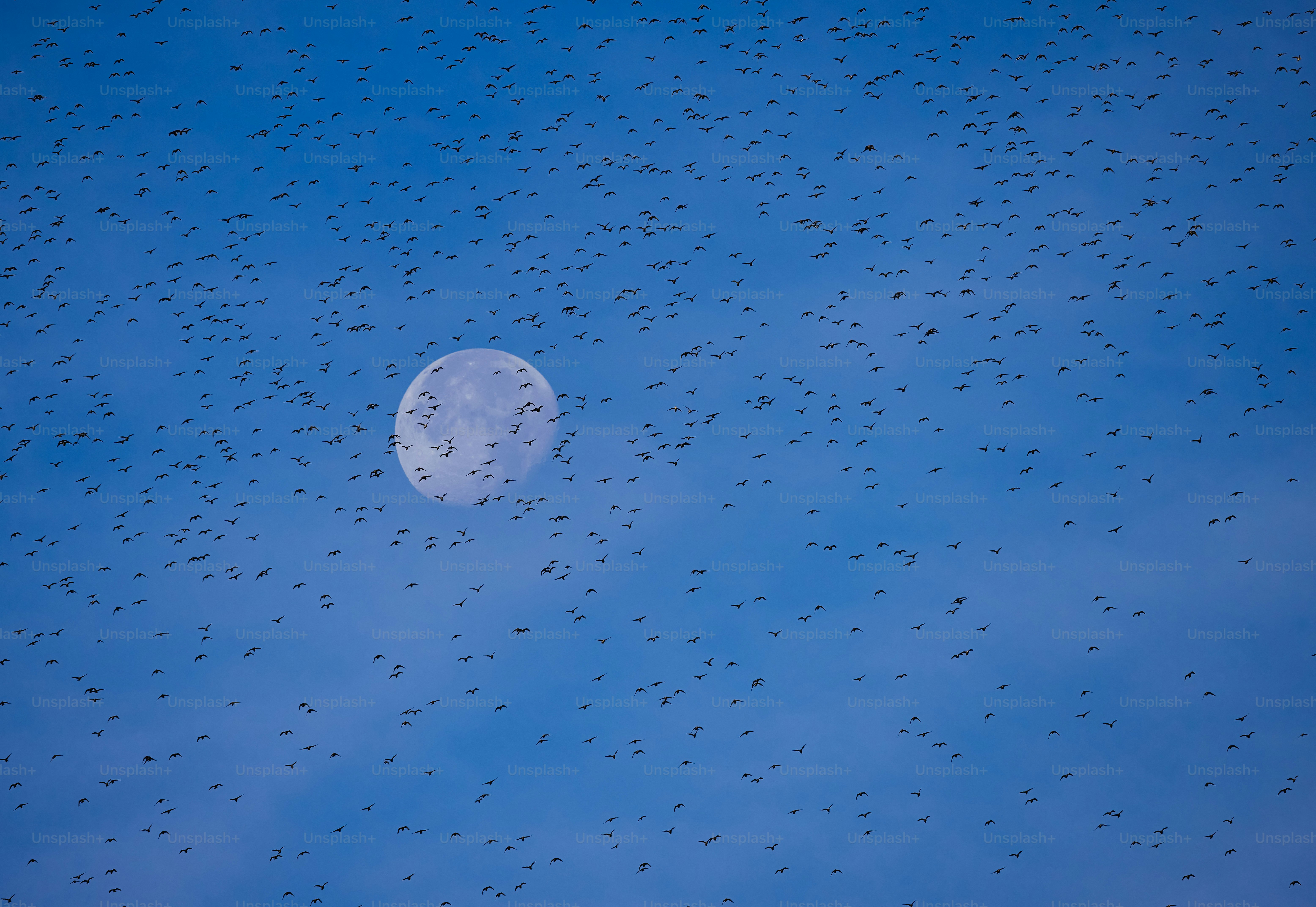 Se ve una luna llena en el cielo azul