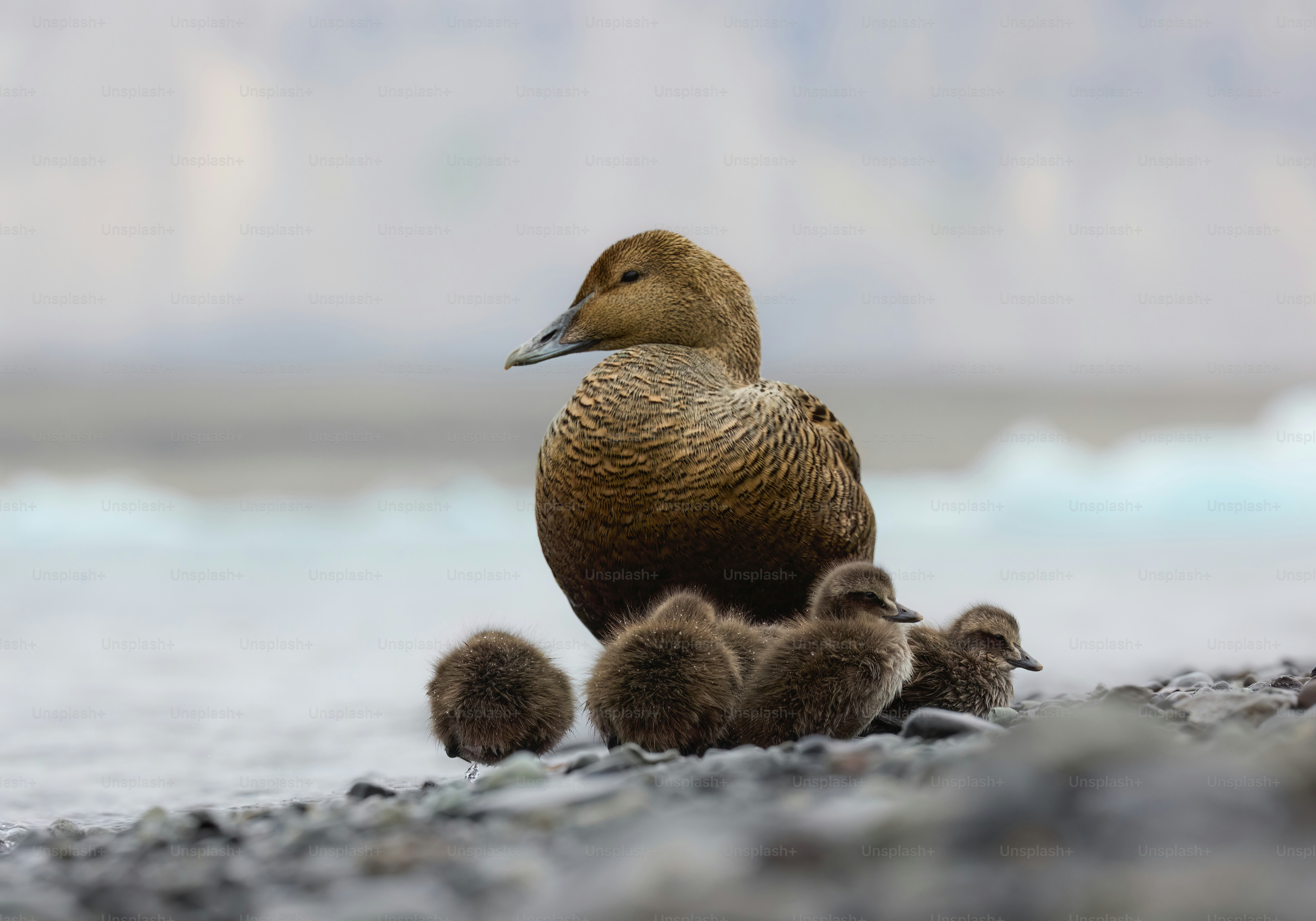 A mother duck with her chicks on the beach