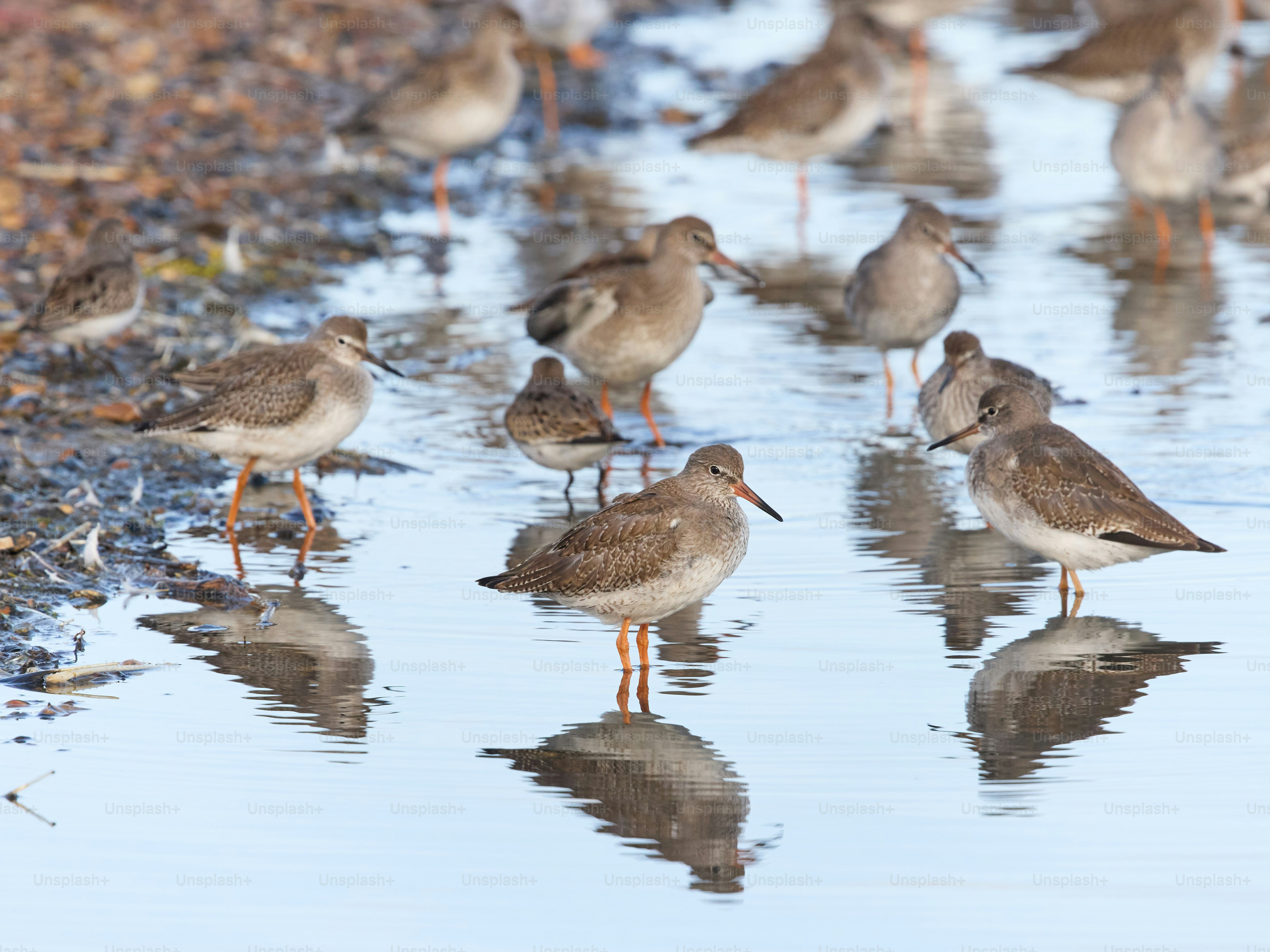 A bunch of birds that are standing in the water