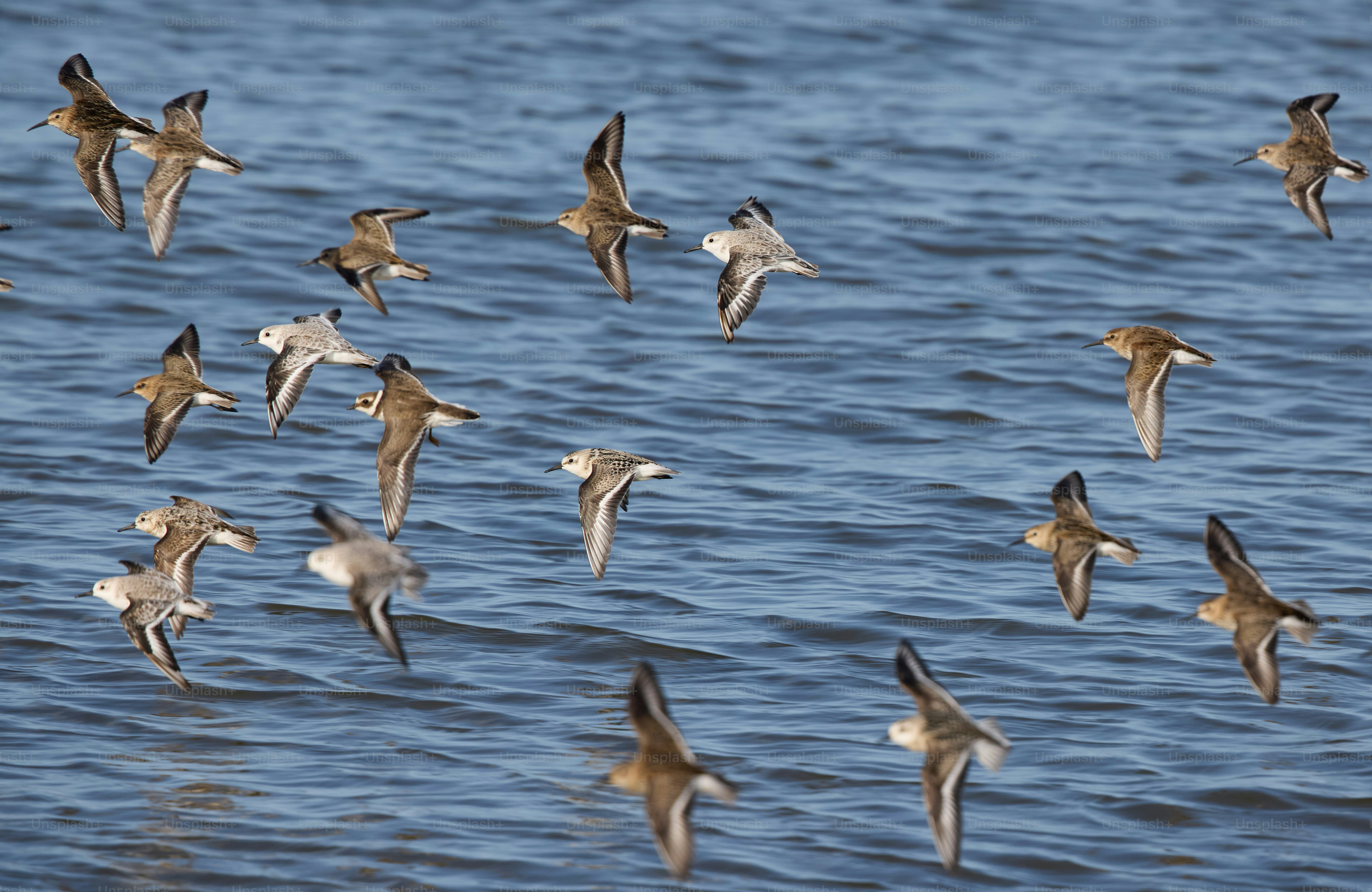 A flock of birds flying over a body of water