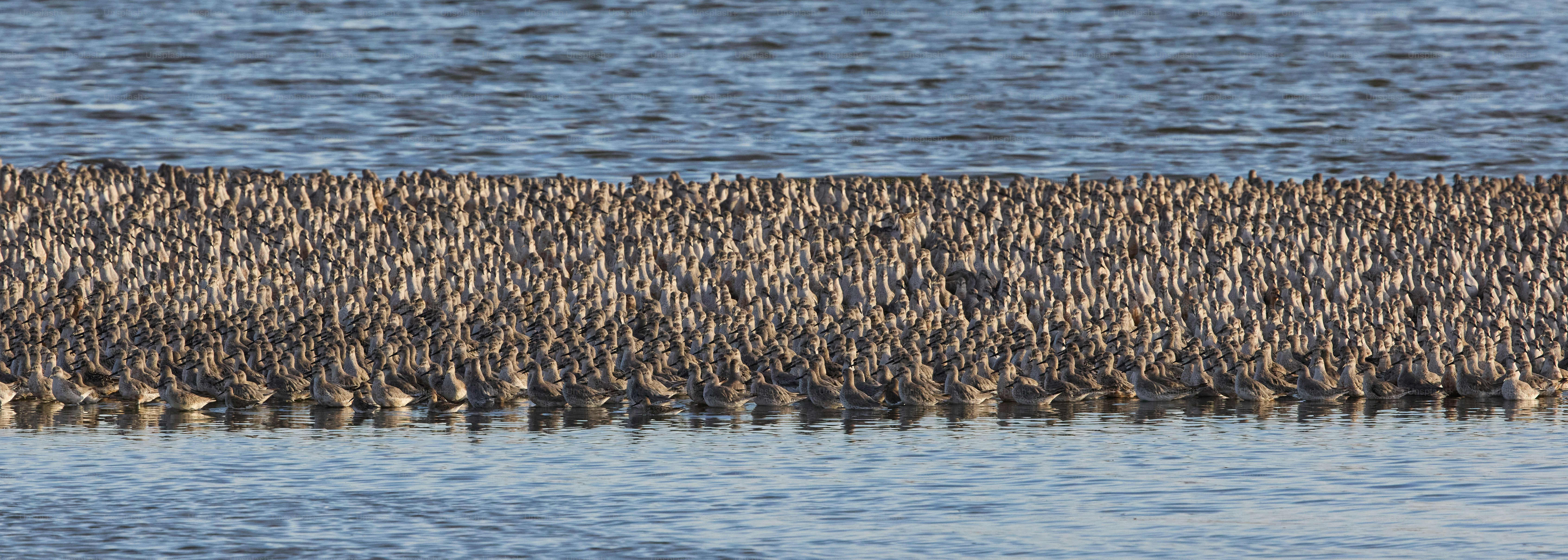 A group of birds standing on top of a body of water