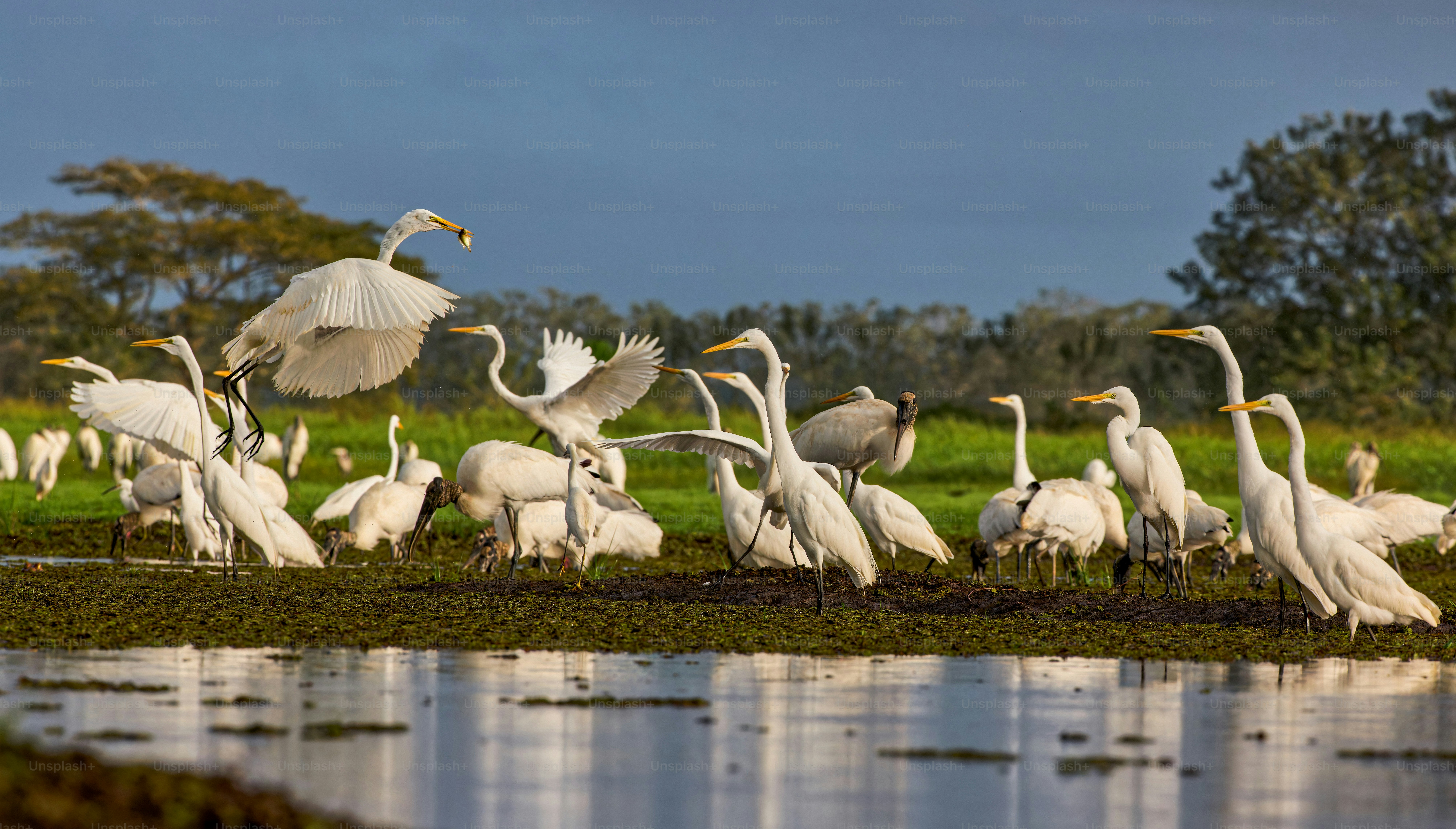 A flock of birds standing on top of a body of water