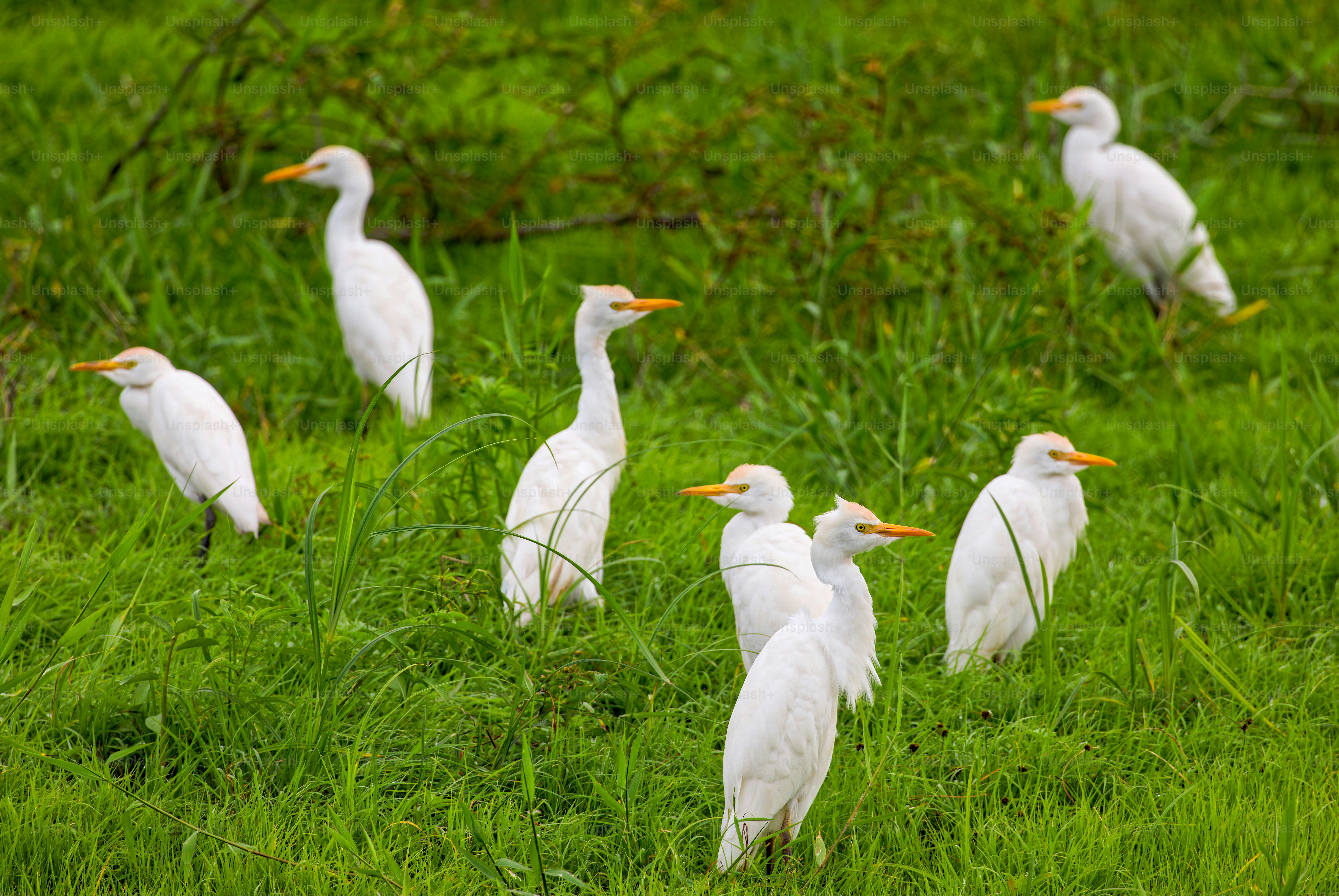 A group of white birds standing on top of a lush green field
