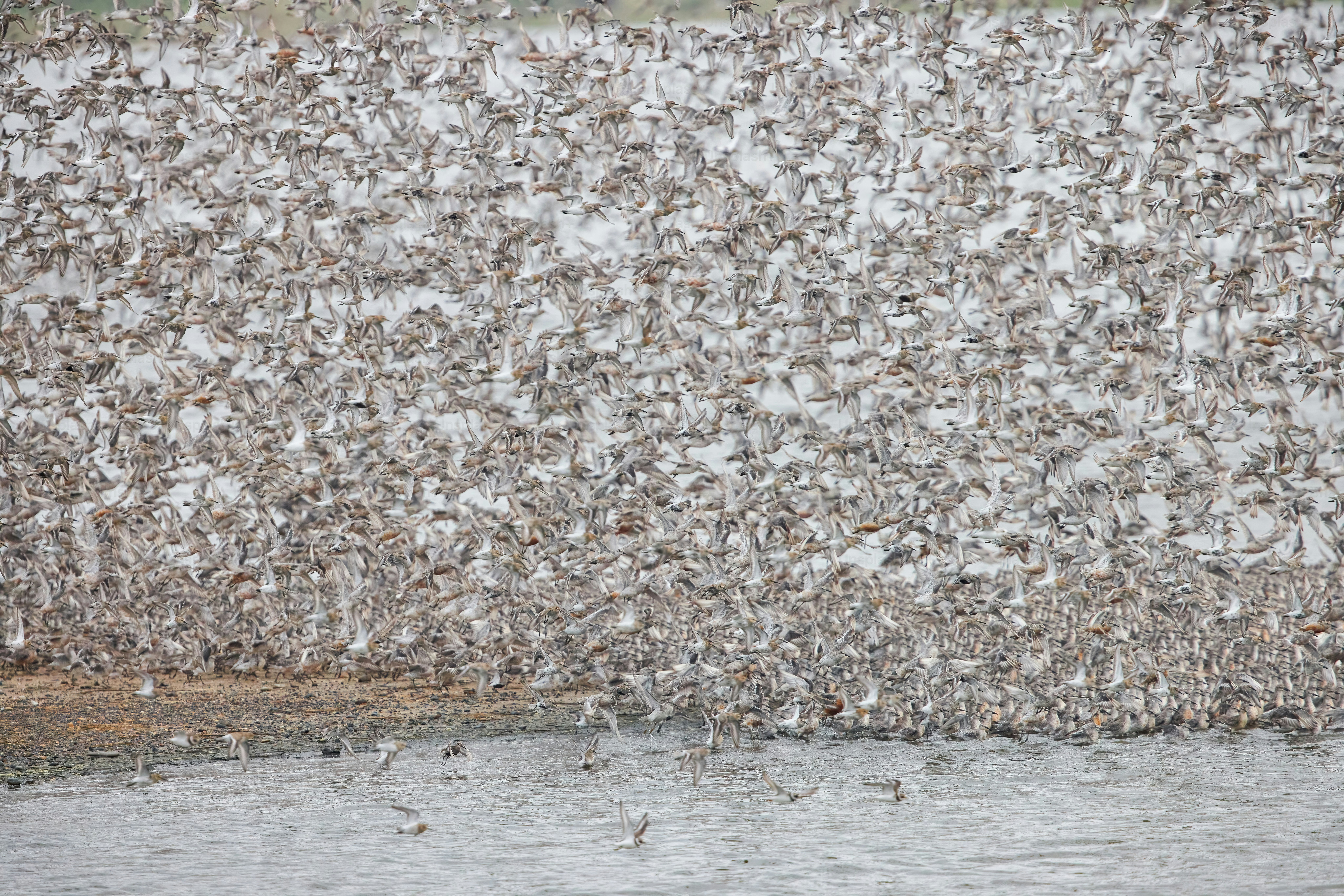 A flock of birds sitting on top of a cement wall