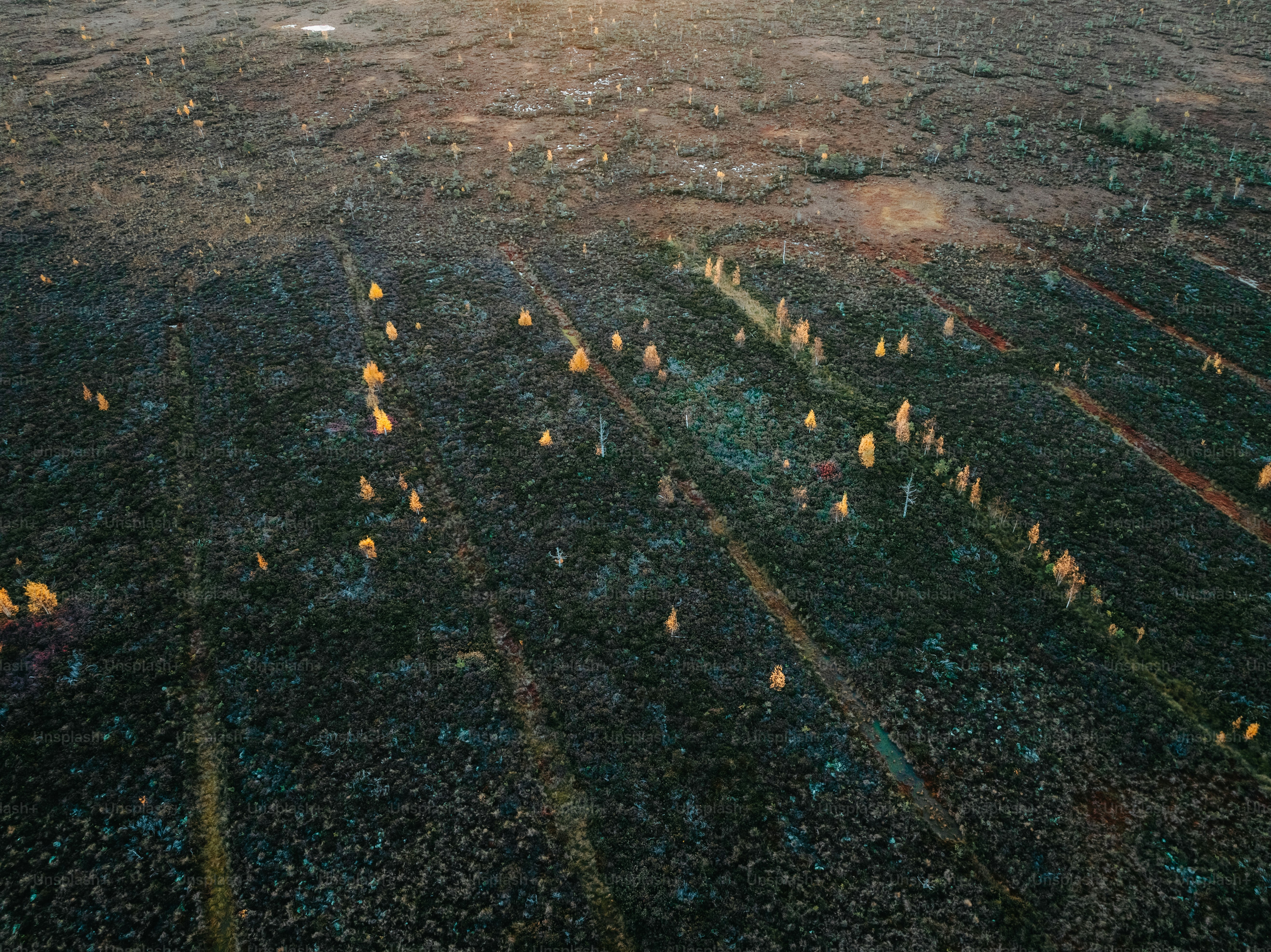 Vista aérea de um campo de terra com árvores