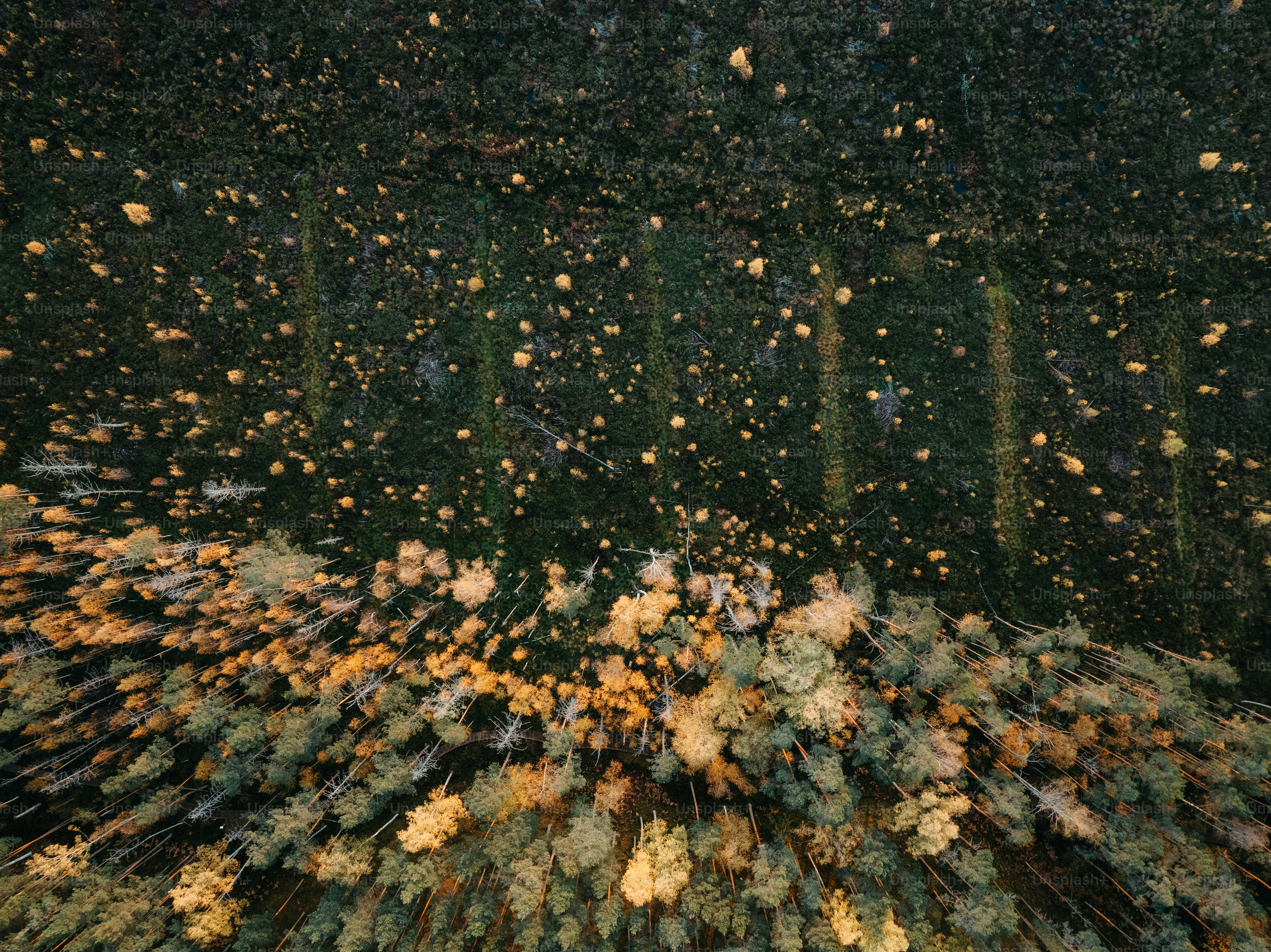 A painting of a forest filled with lots of trees