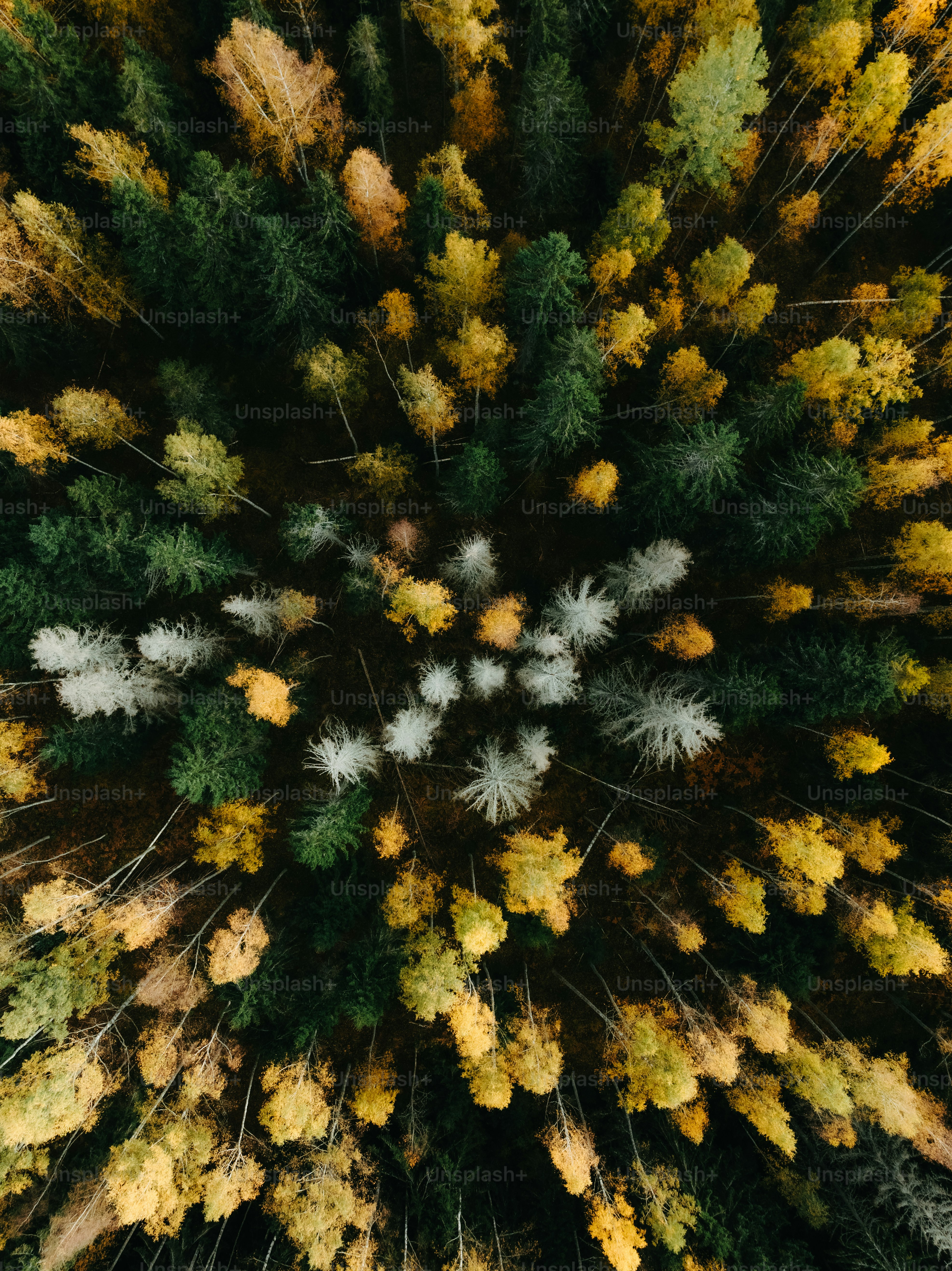 Uma vista aérea de uma floresta com muitas árvores