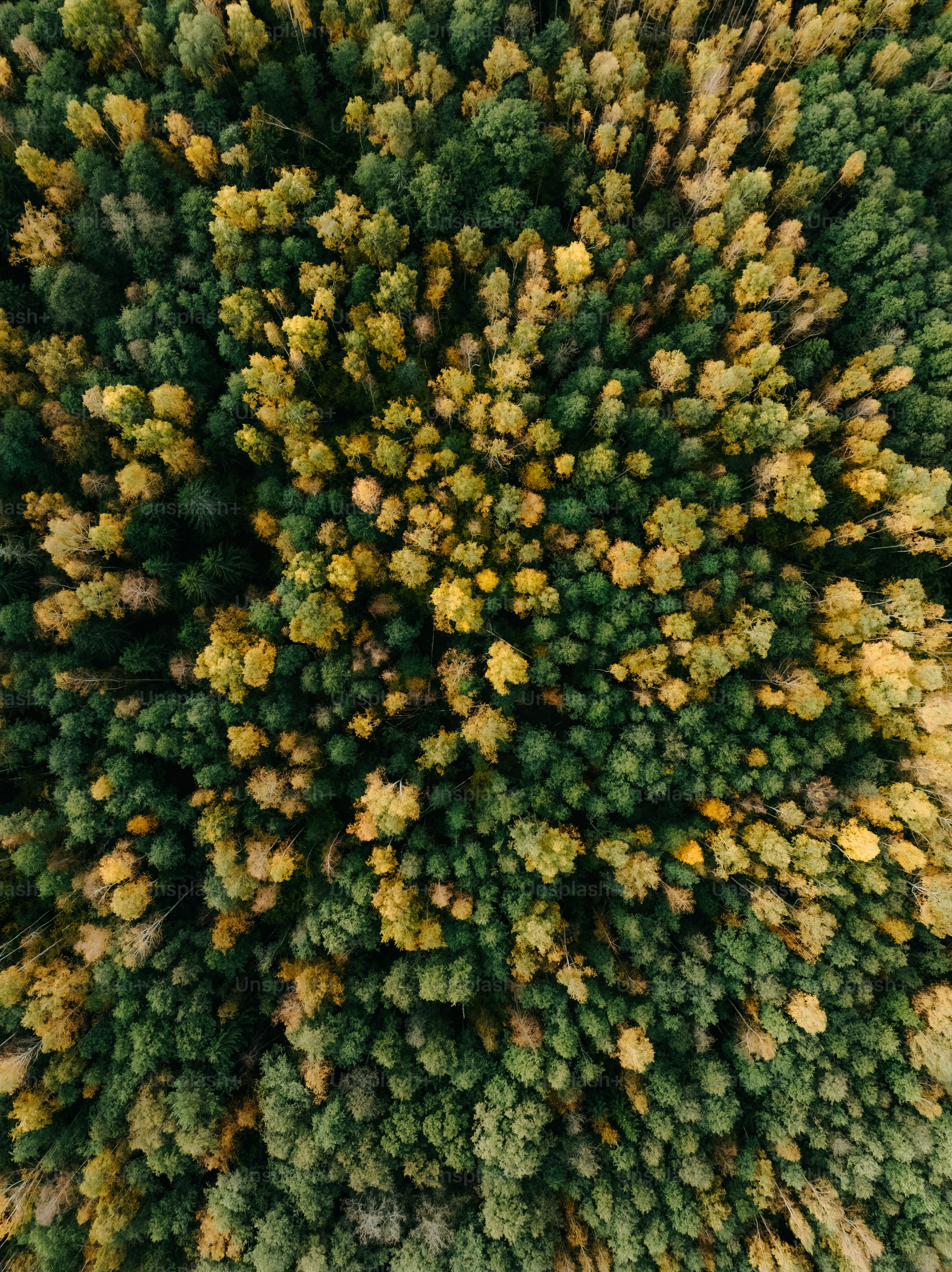 Una vista aérea de un bosque con muchos árboles