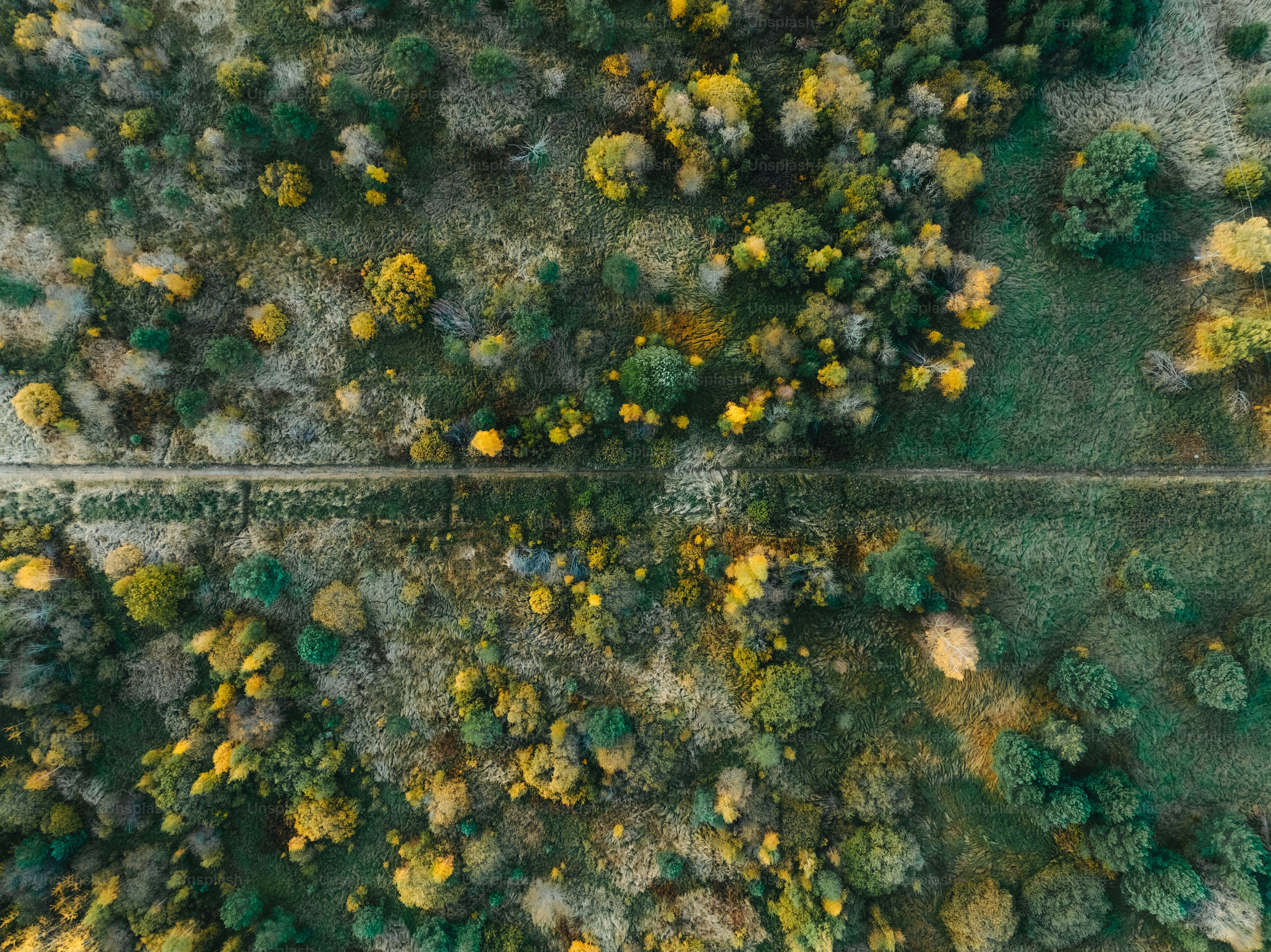 木々に囲まれた道路を上空から見る