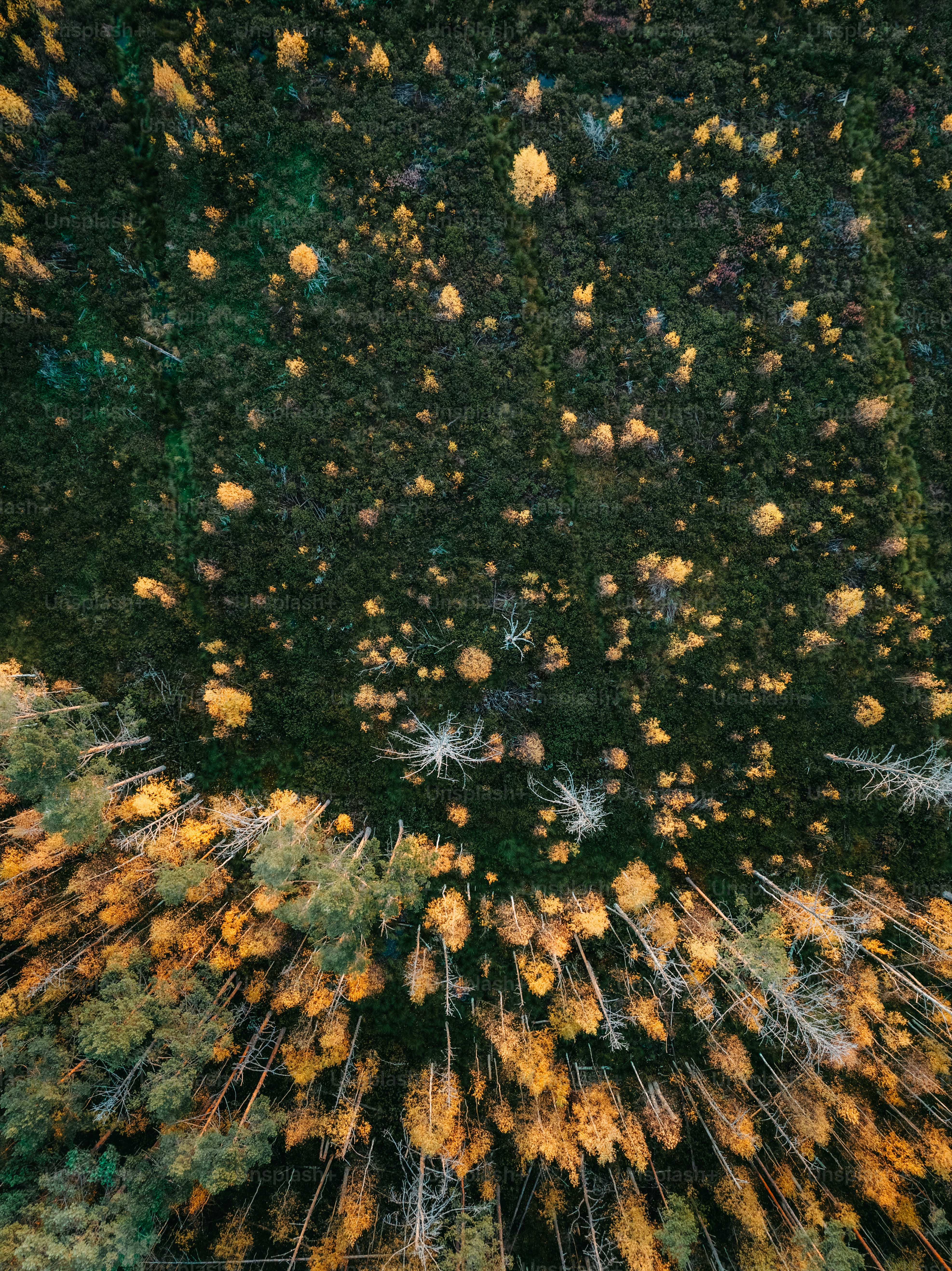 Vista aérea de uma floresta com muitas árvores