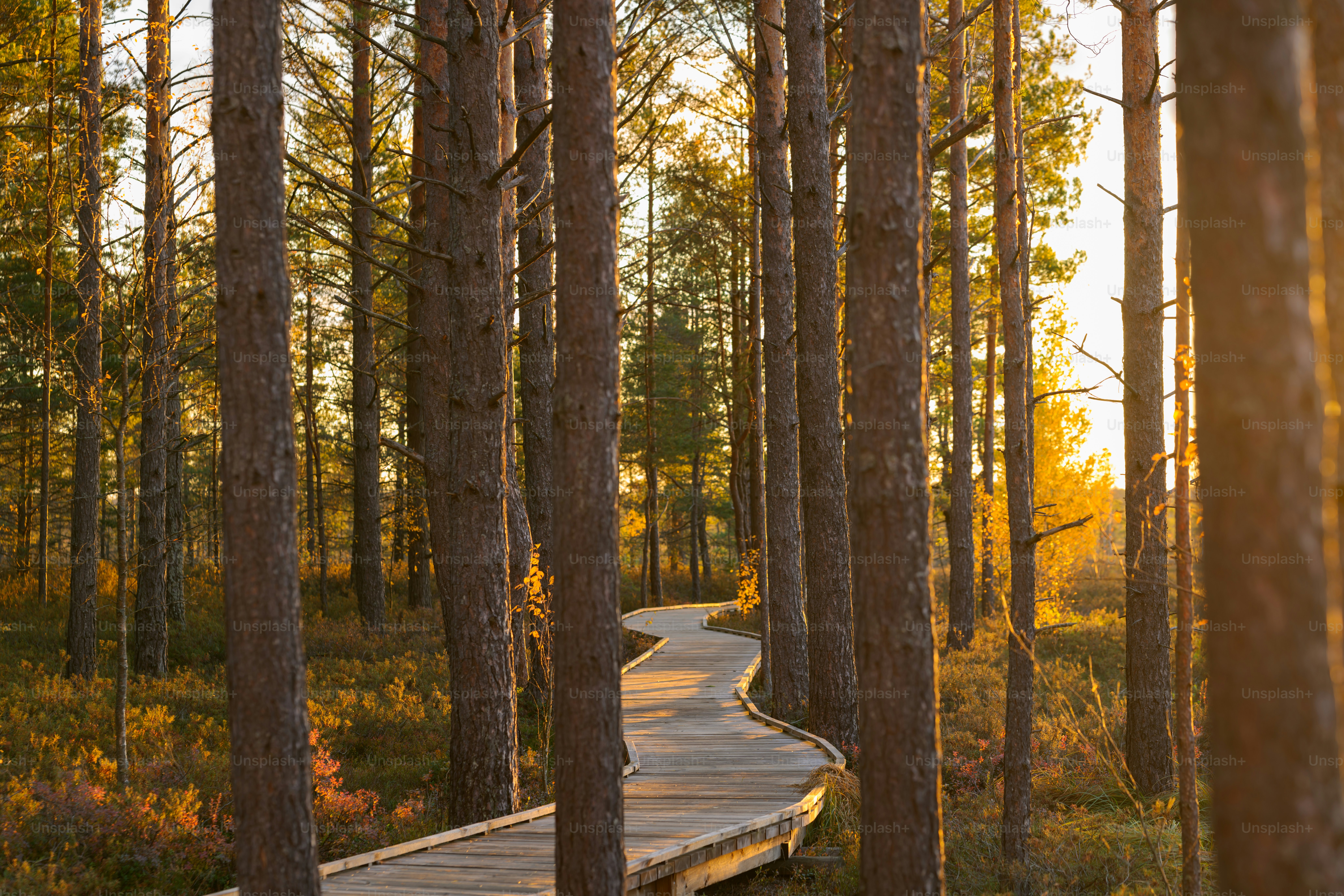 숲 한가운데에 있는 나무길이