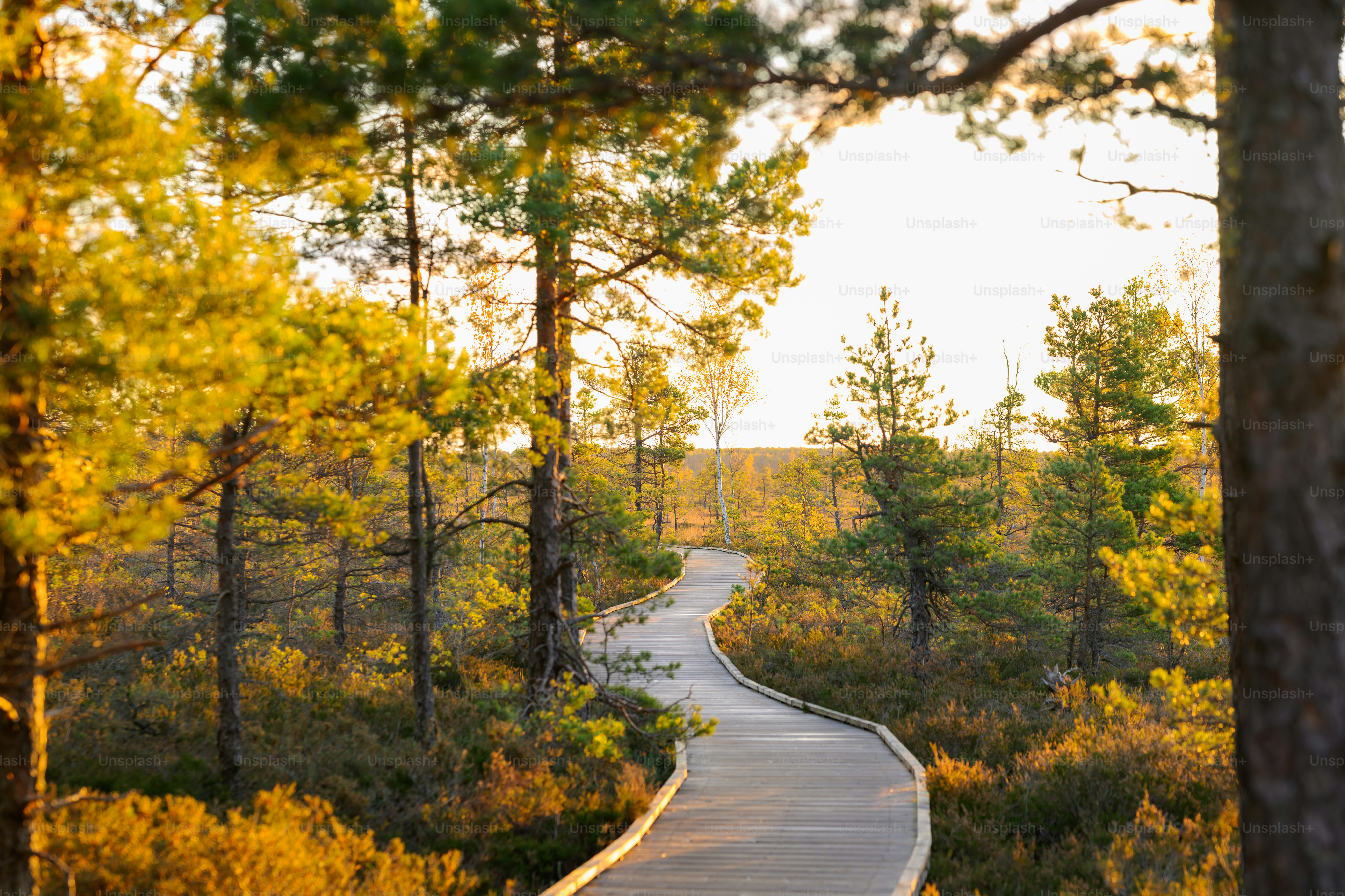 Un camino en el bosque que conduce a un bosque foto – Imagen de Otoño ...