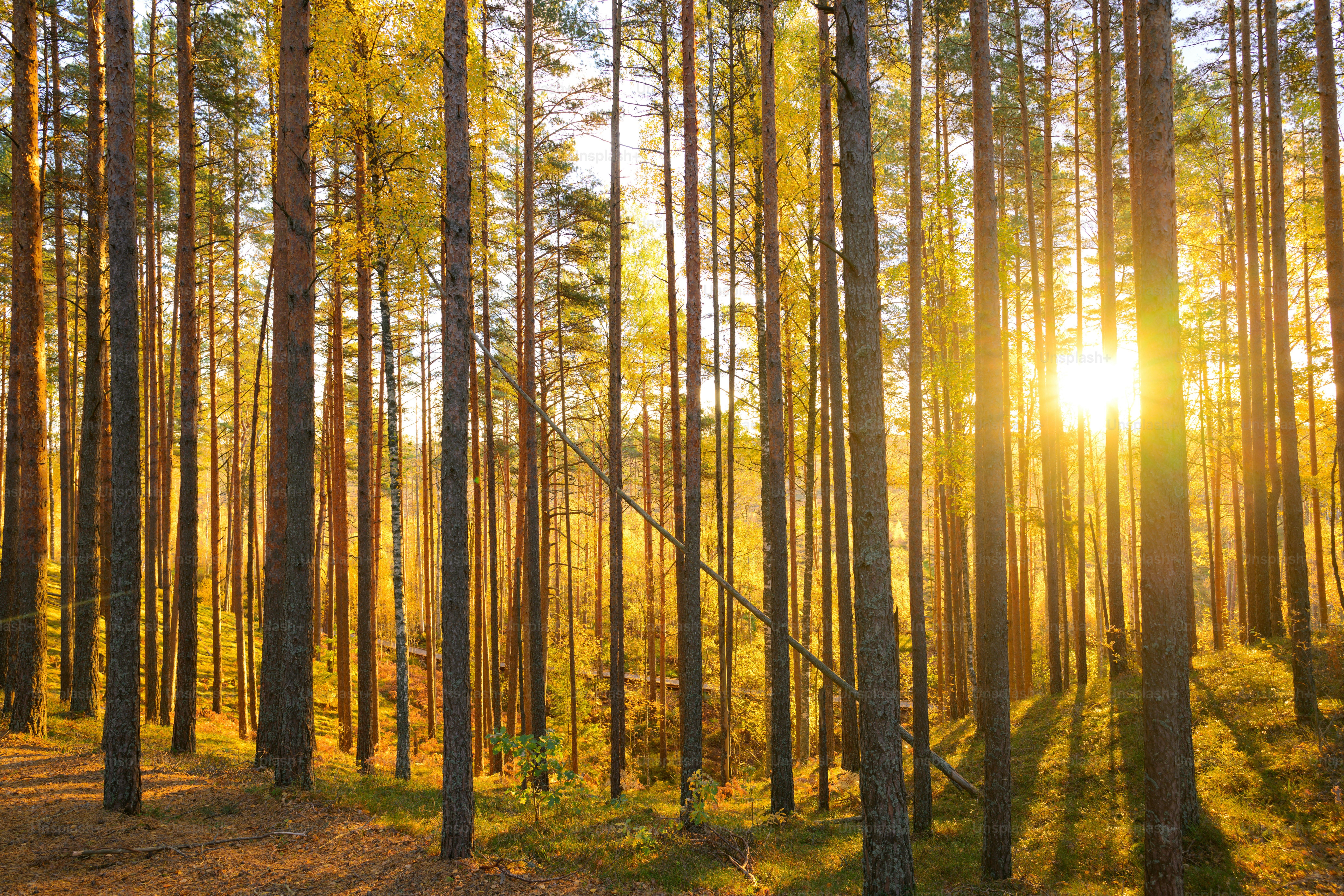 The sun is shining through the trees in the forest