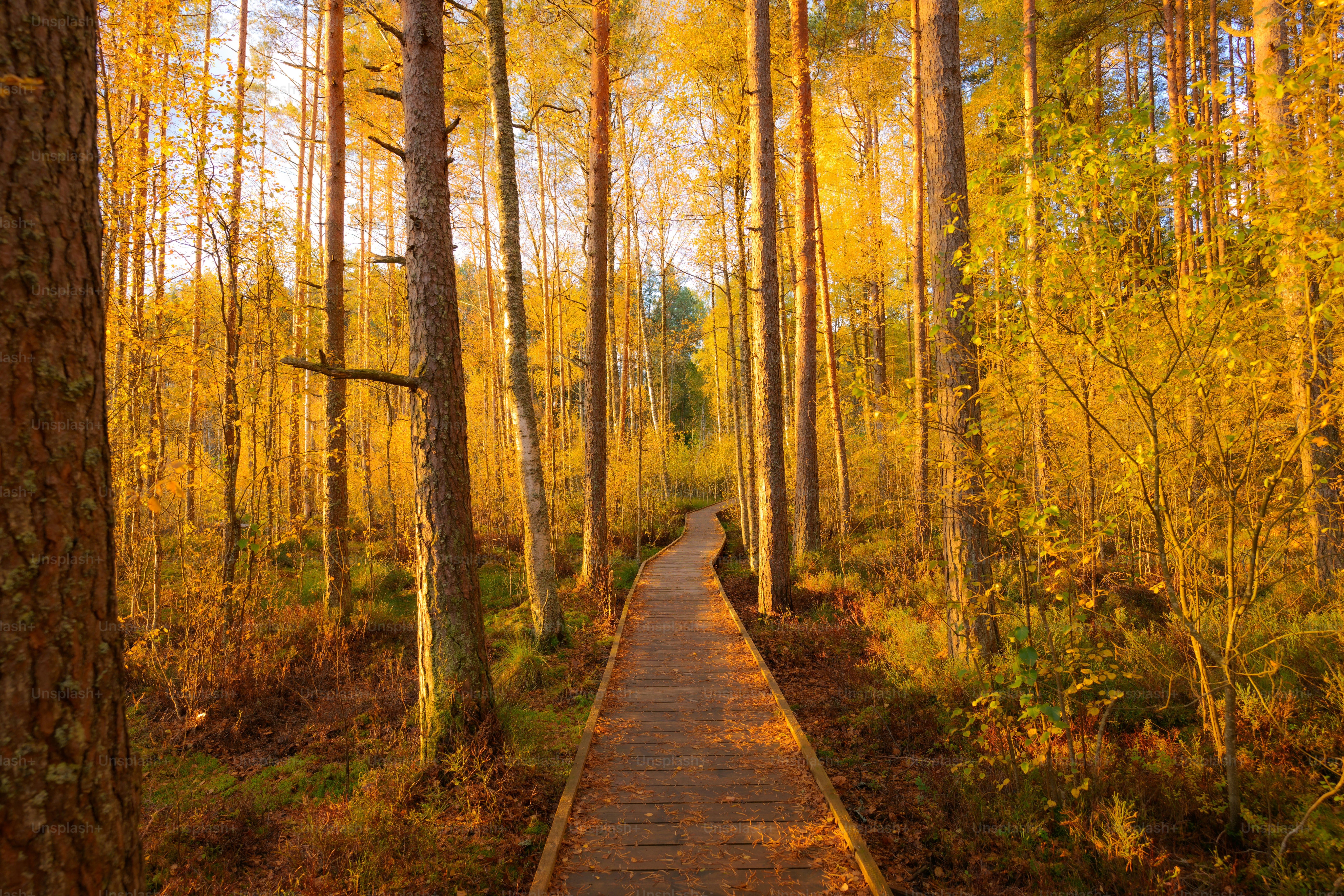 Un camino en el bosque que conduce a un bosque foto – Imagen de Otoño ...