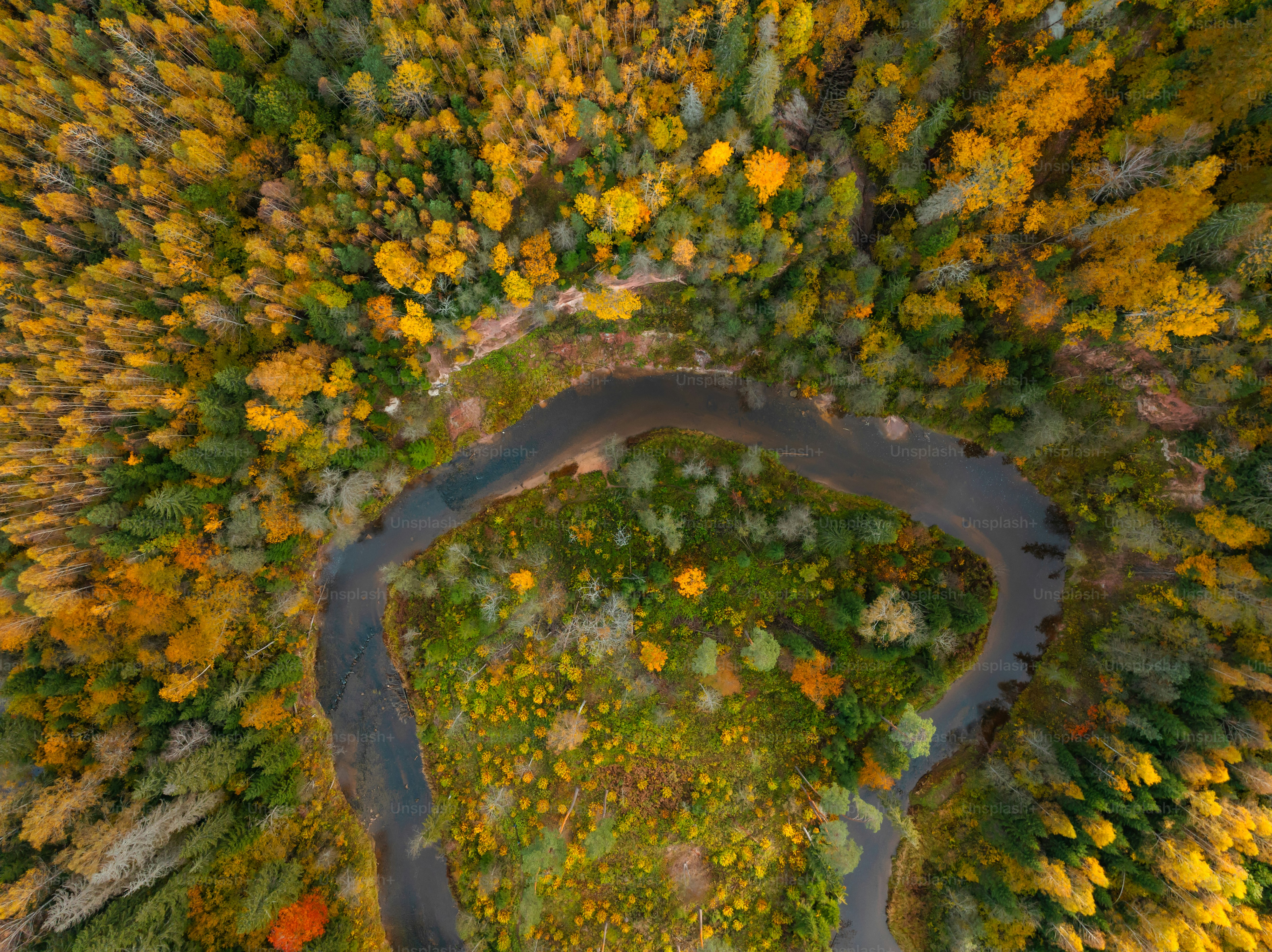 Vista aérea de un río rodeado de árboles
