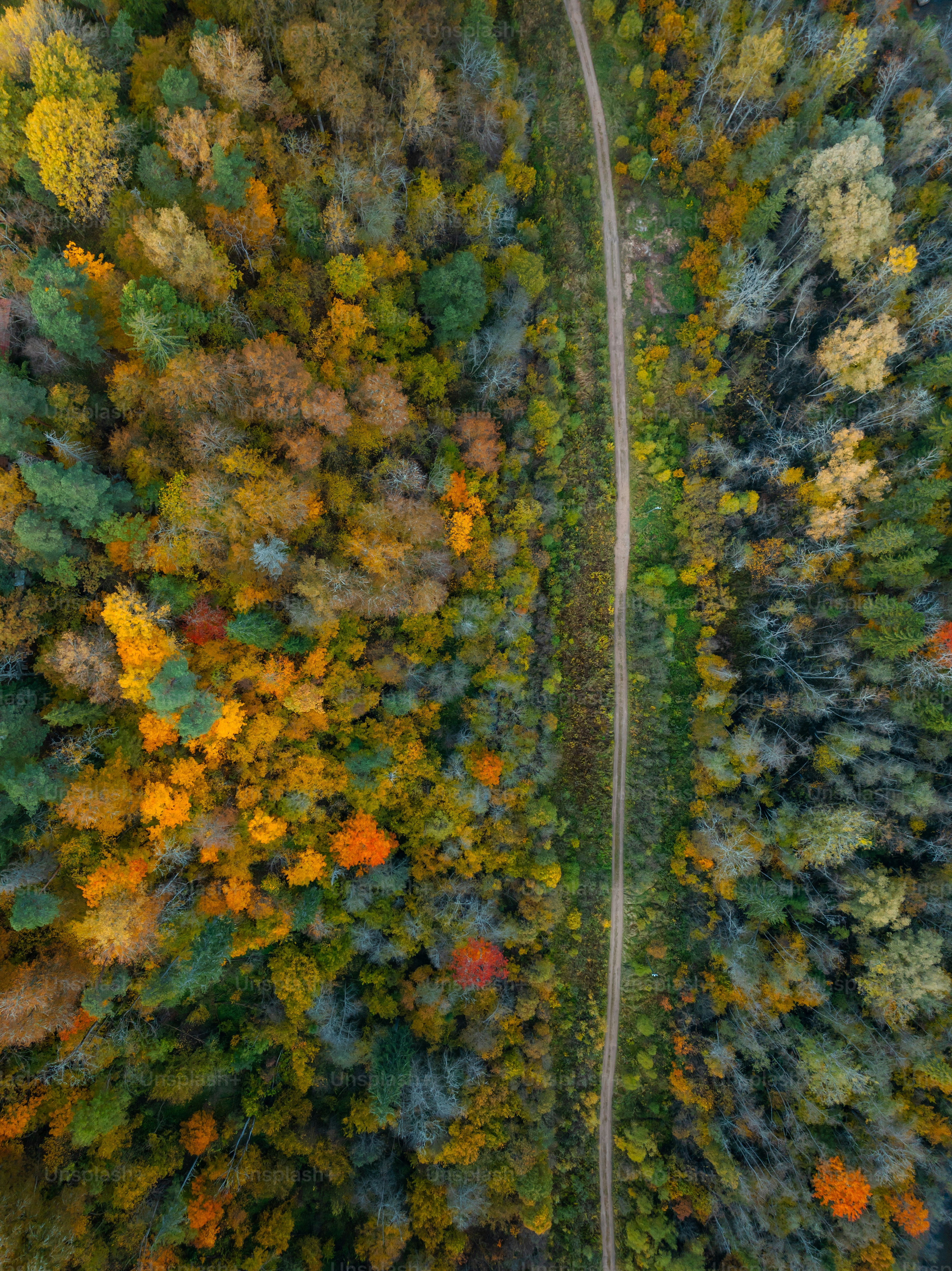 An aerial view of a road surrounded by trees