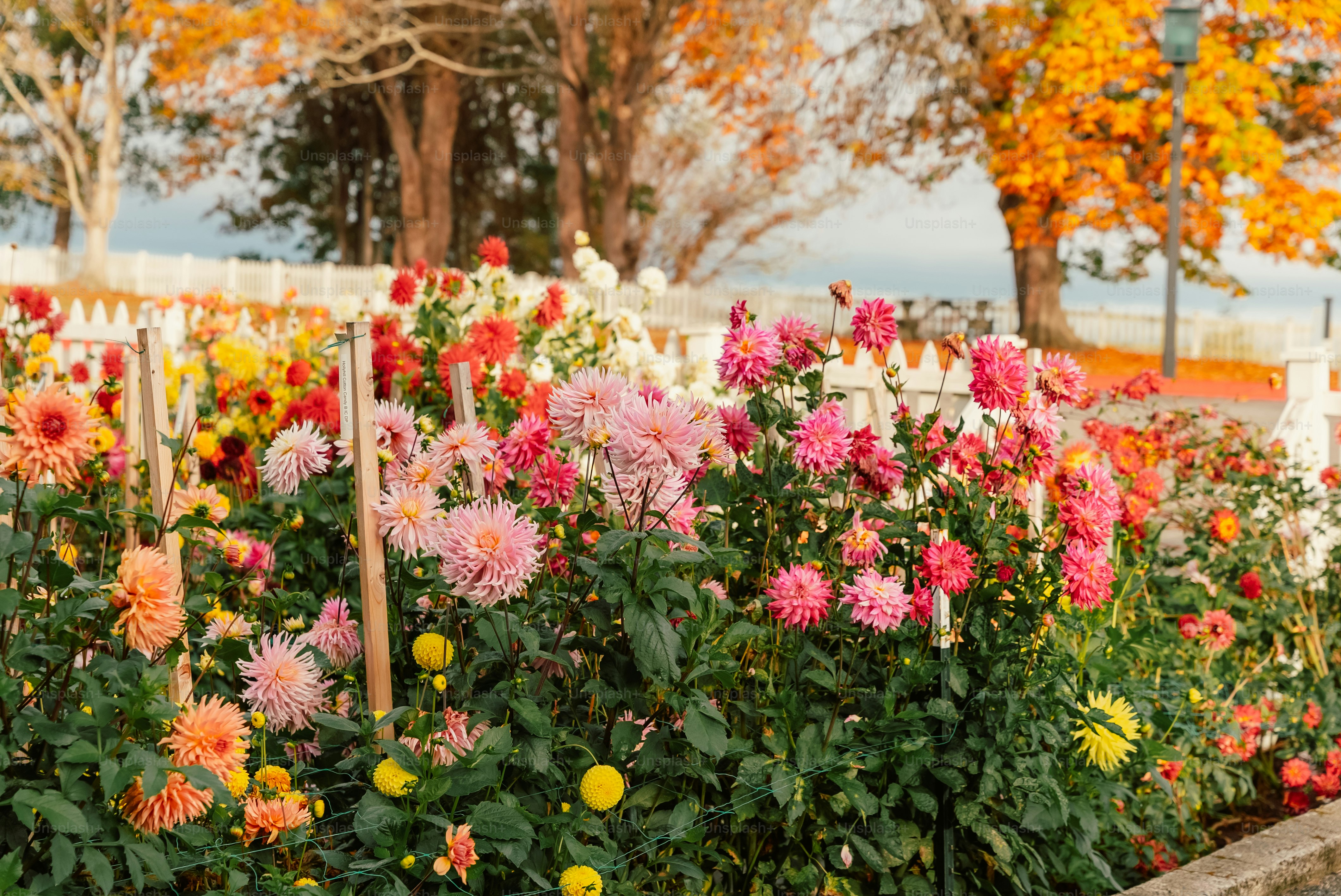 A garden filled with lots of colorful flowers