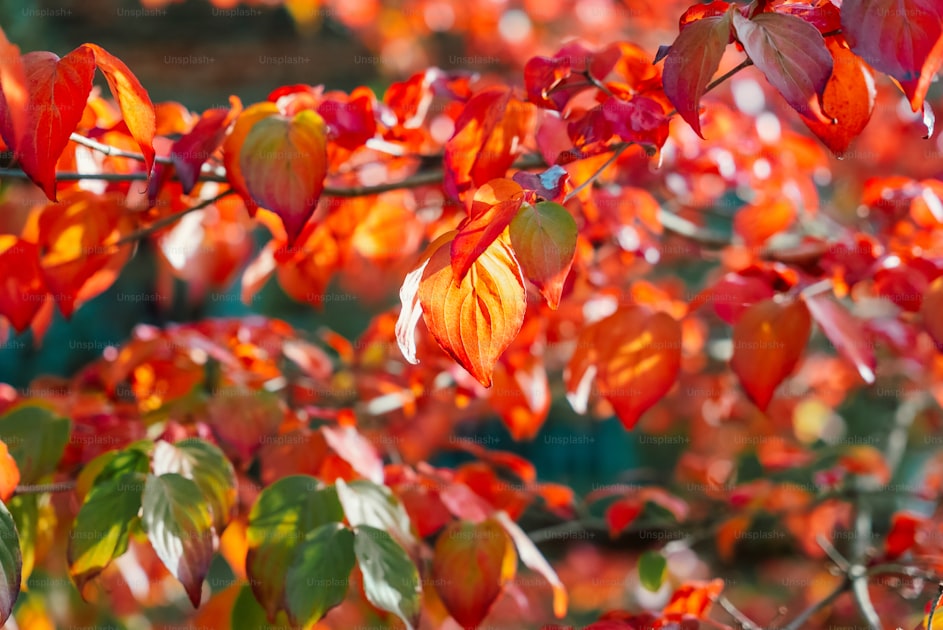 Viale alberato con foglie autunnali rosse e dorate