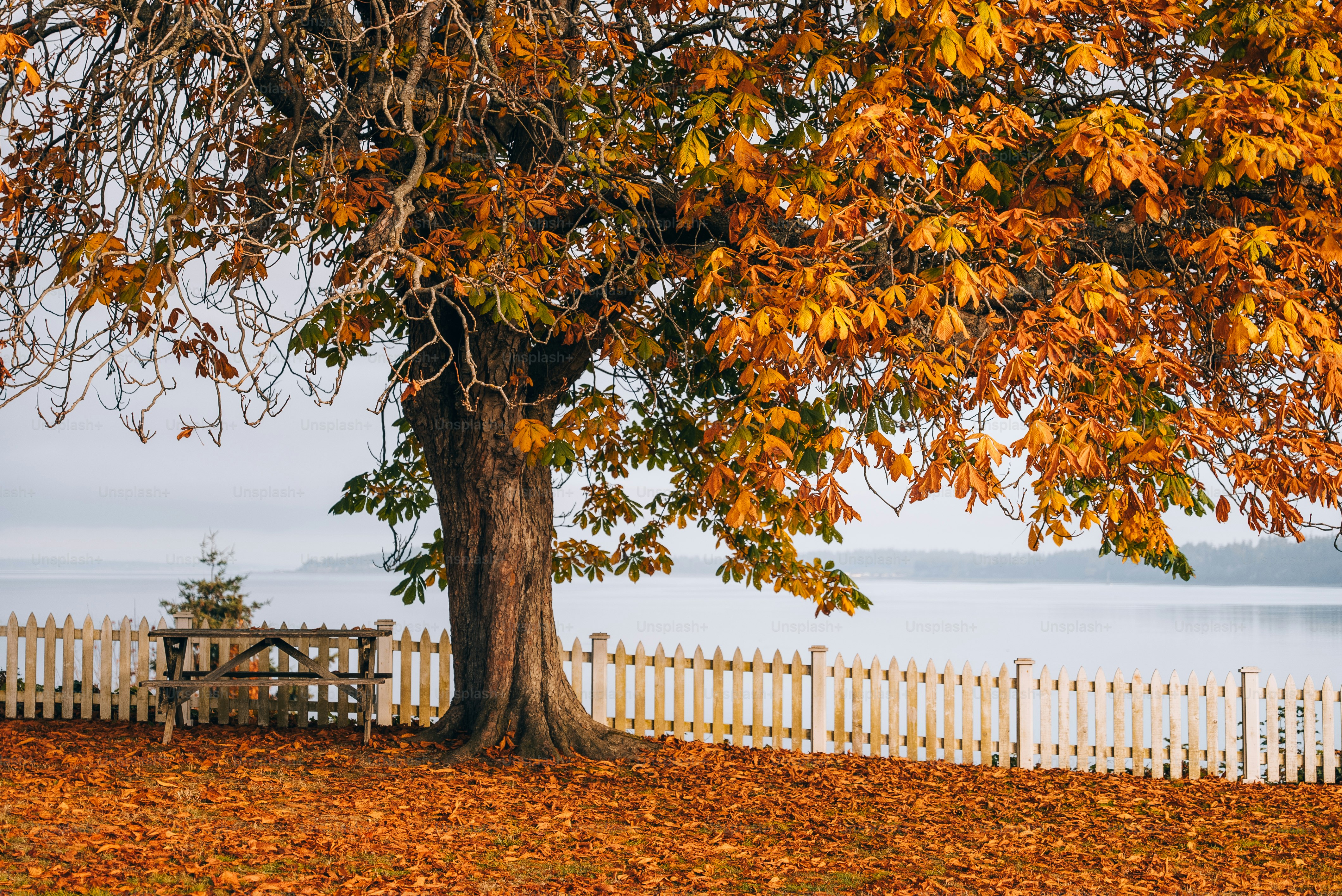 가을에 나무 아래 벤치