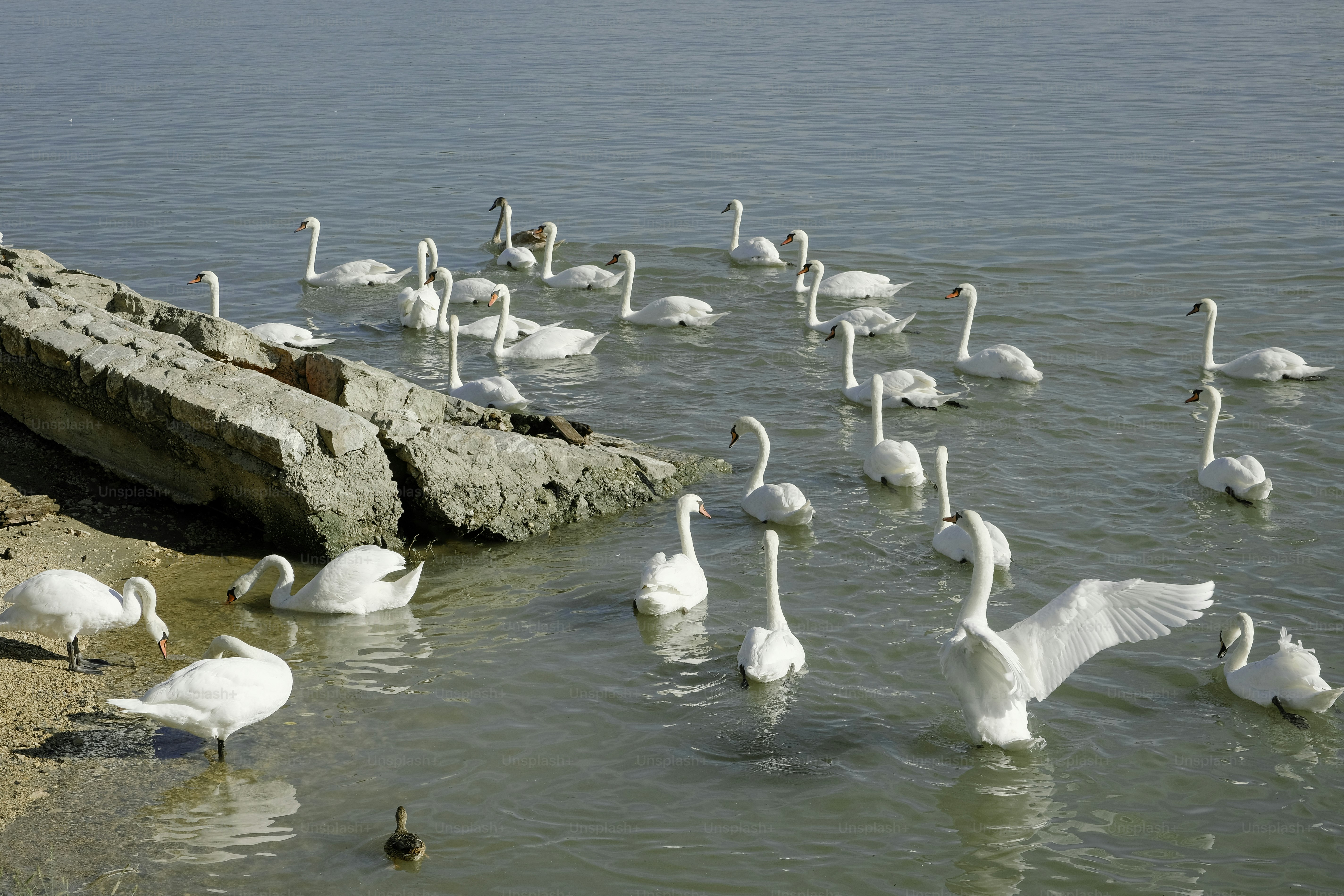 A flock of white swans swimming in a lake photo – Animal Image on Unsplash
