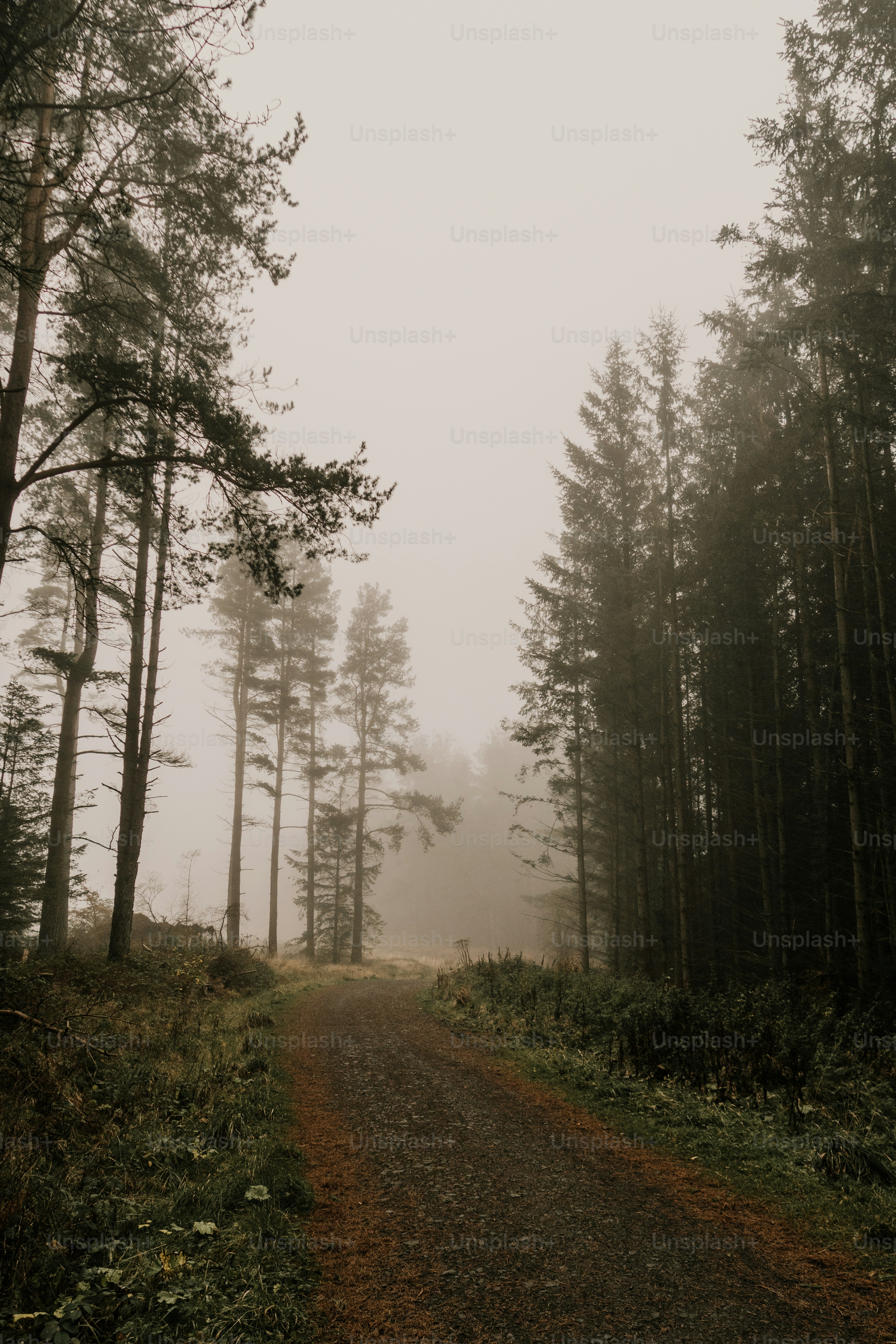 A dirt road in the middle of a forest on a foggy day photo – Autumn ...
