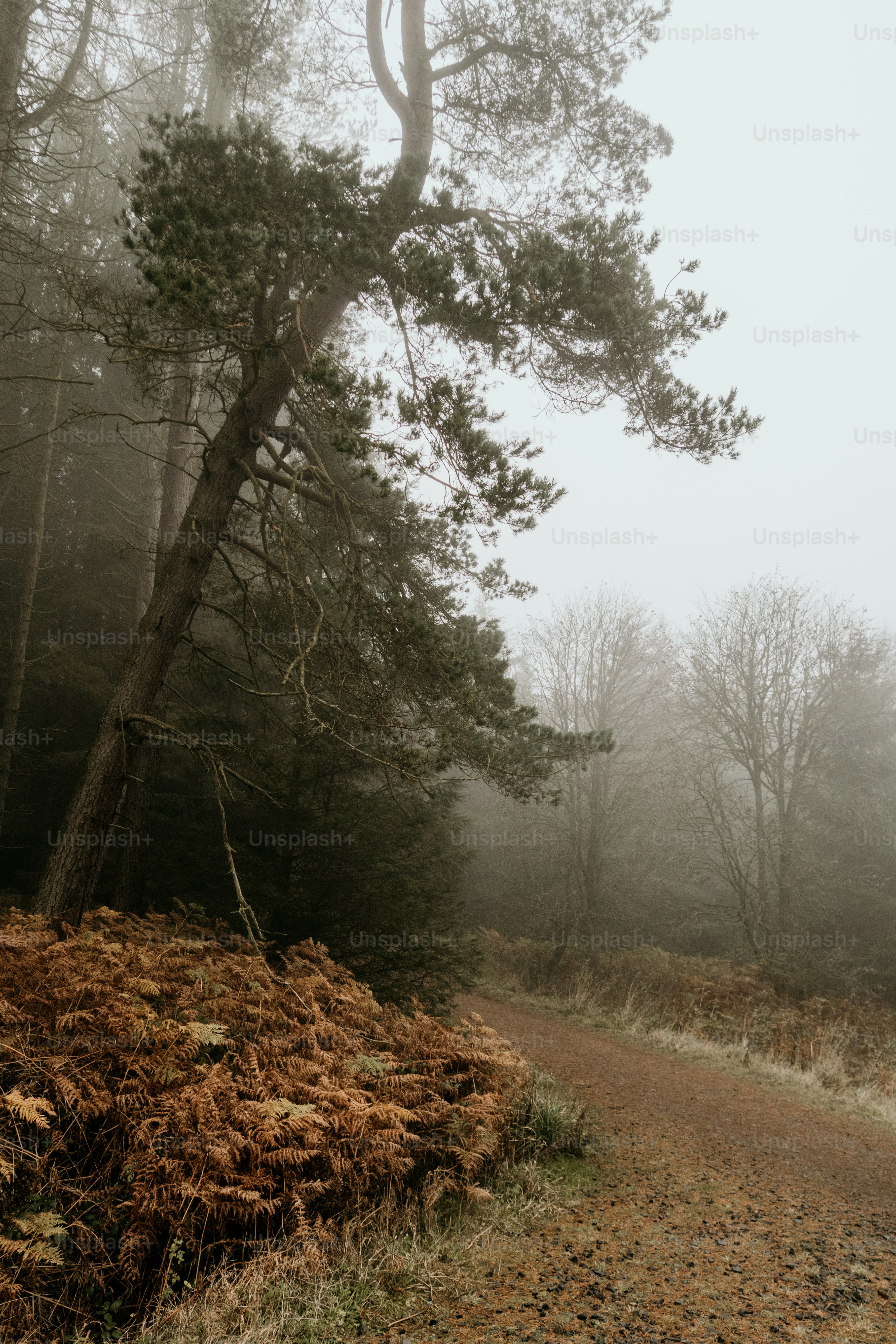 A dirt road in the middle of a forest on a foggy day photo – Autumn ...