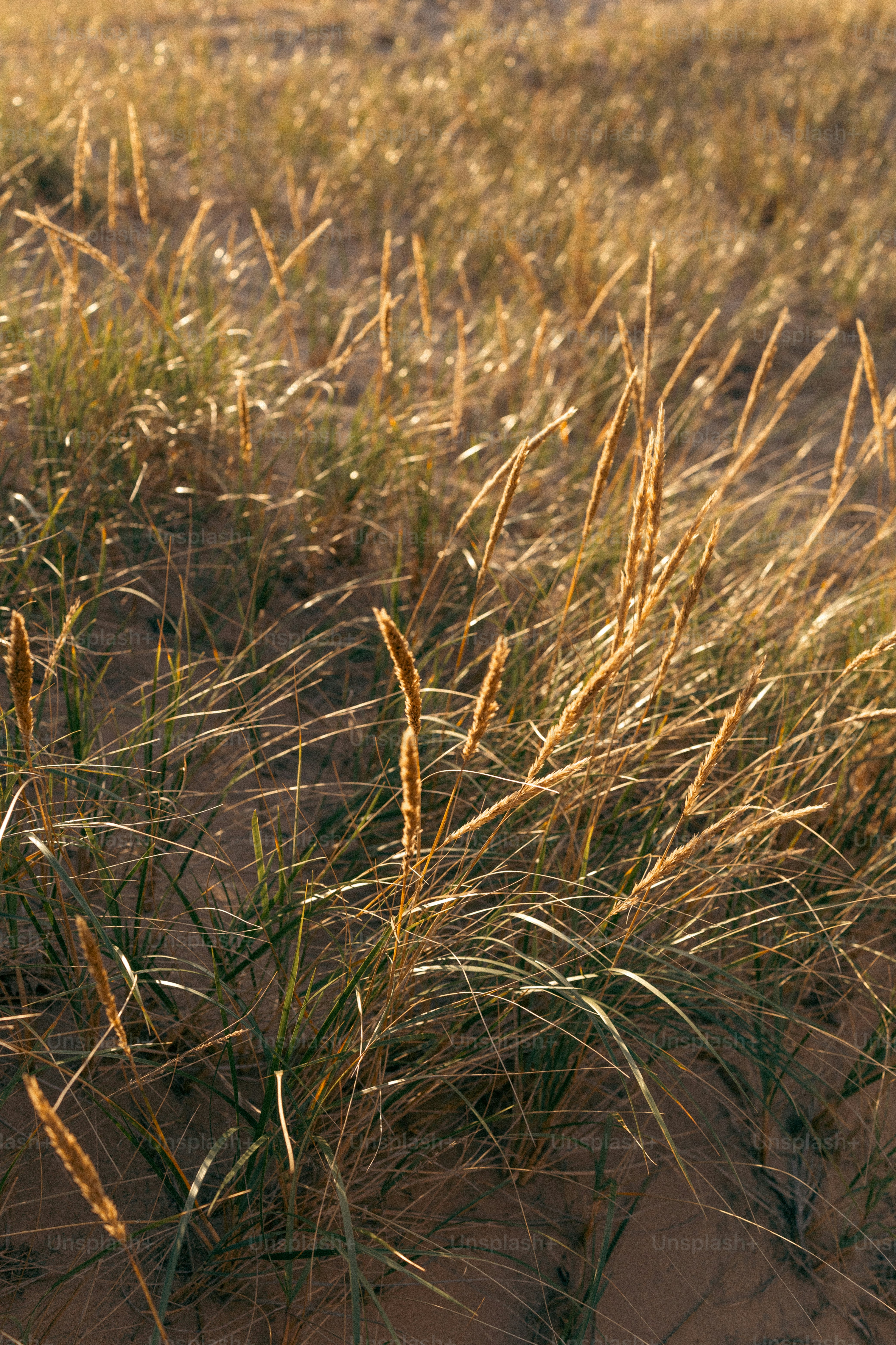 A field of grass that is in the sand