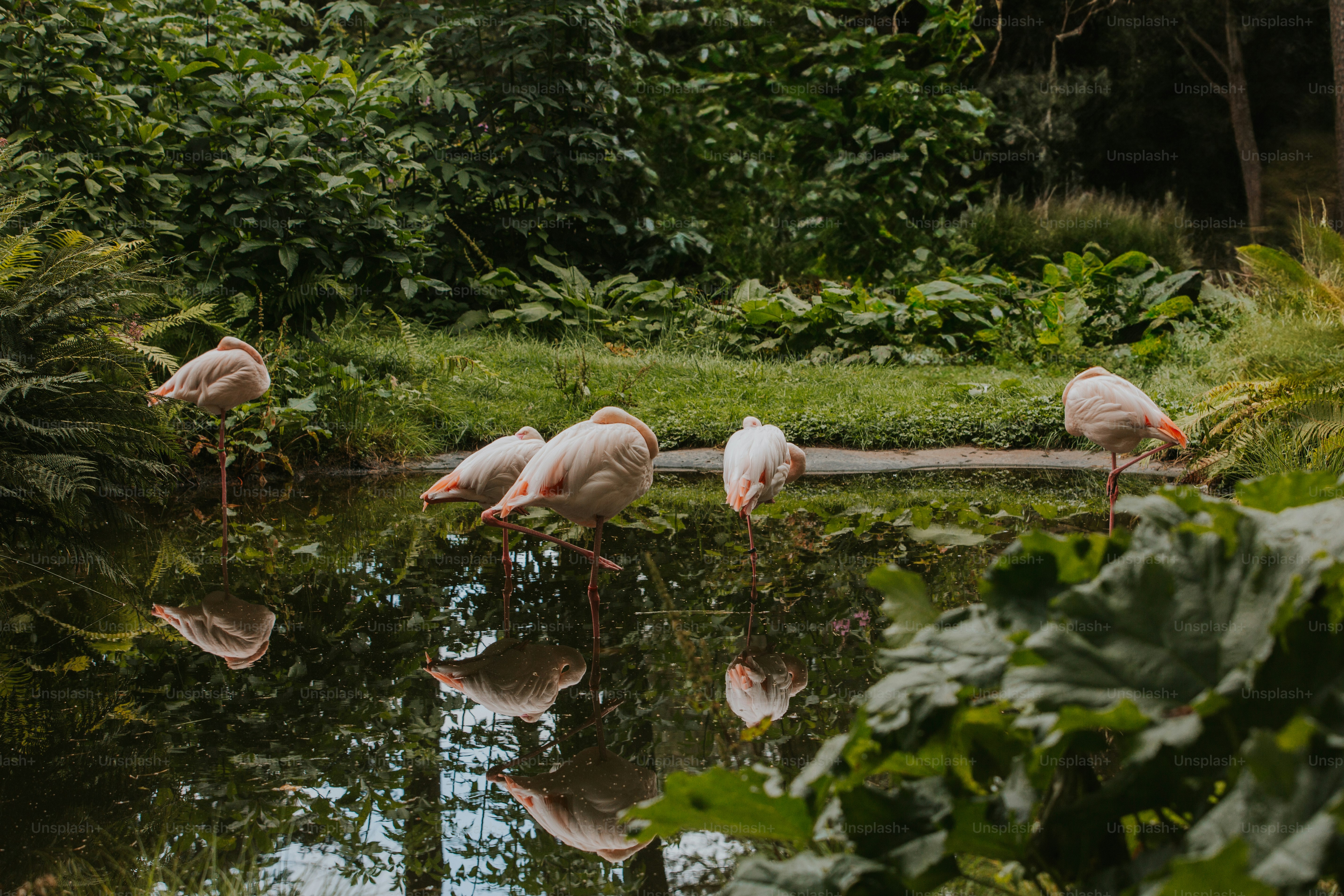 A group of flamingos are standing in the water
